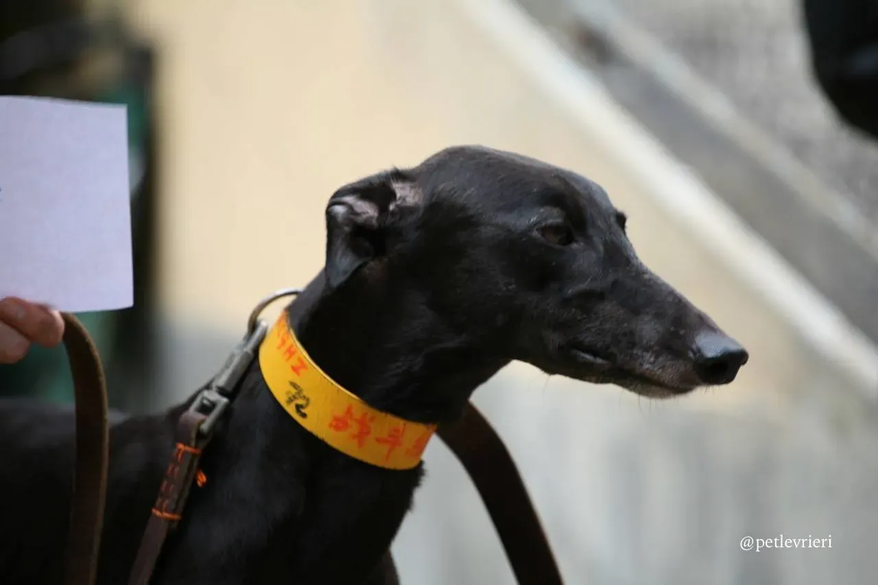 3 combat sen adozione greyhound macao