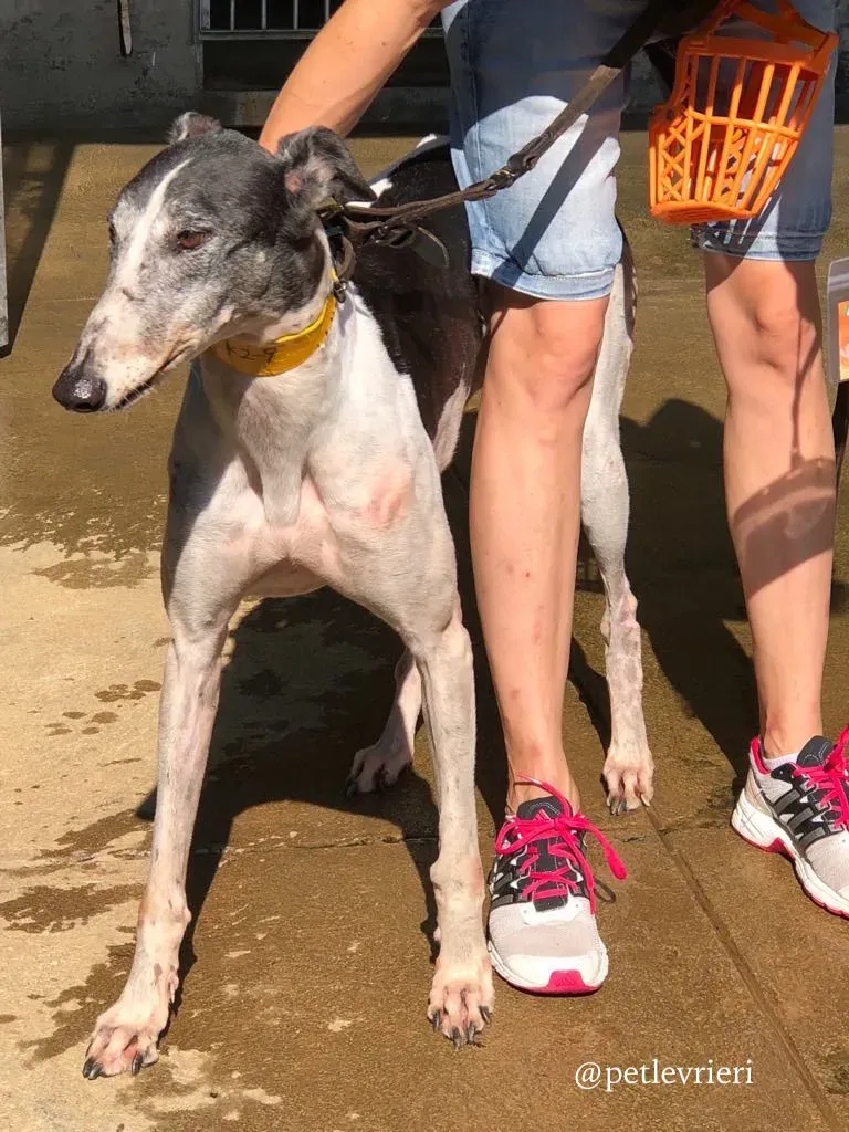 3 cyns crusader adozione greyhound macau