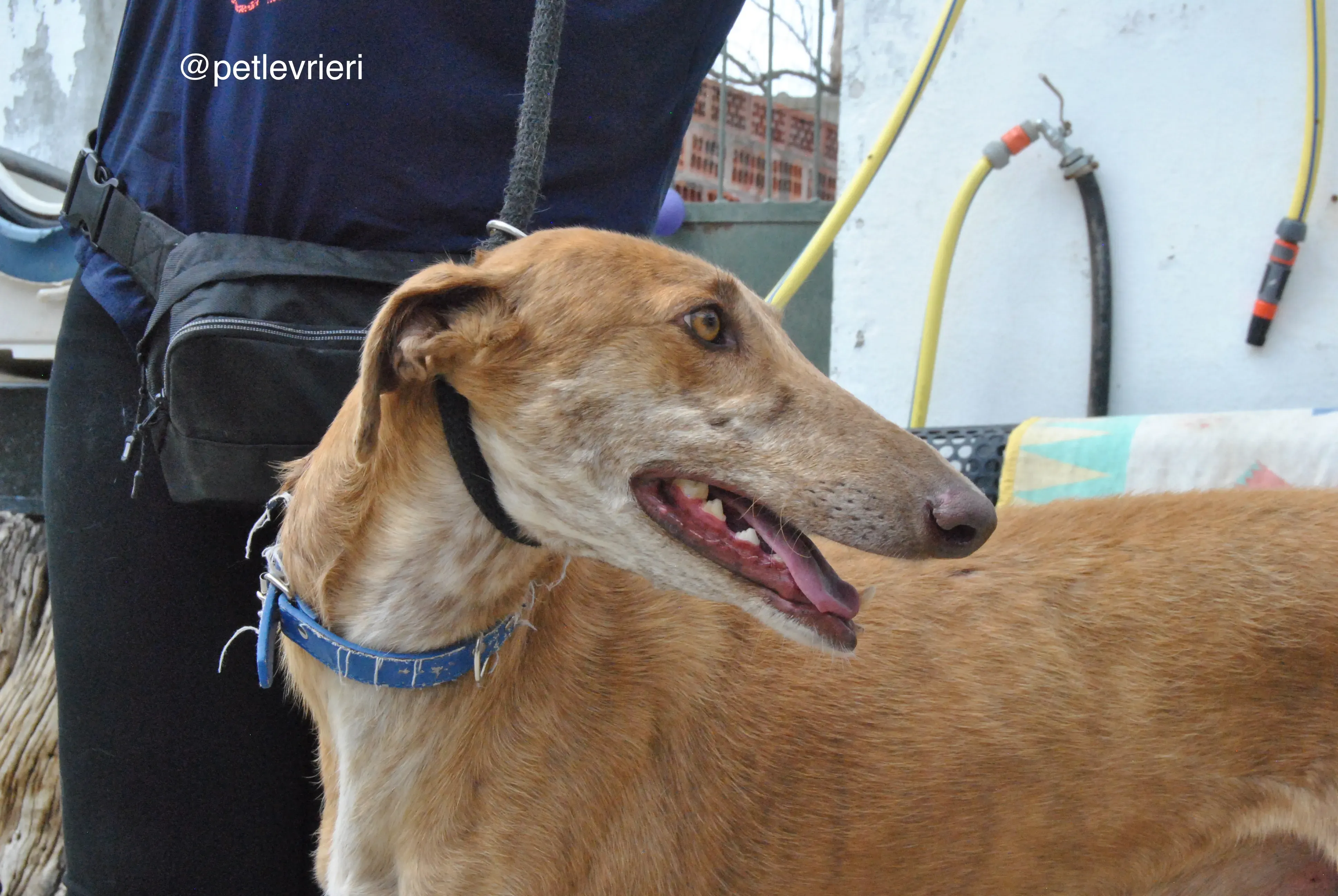 3 dali adozione levrieri galgo