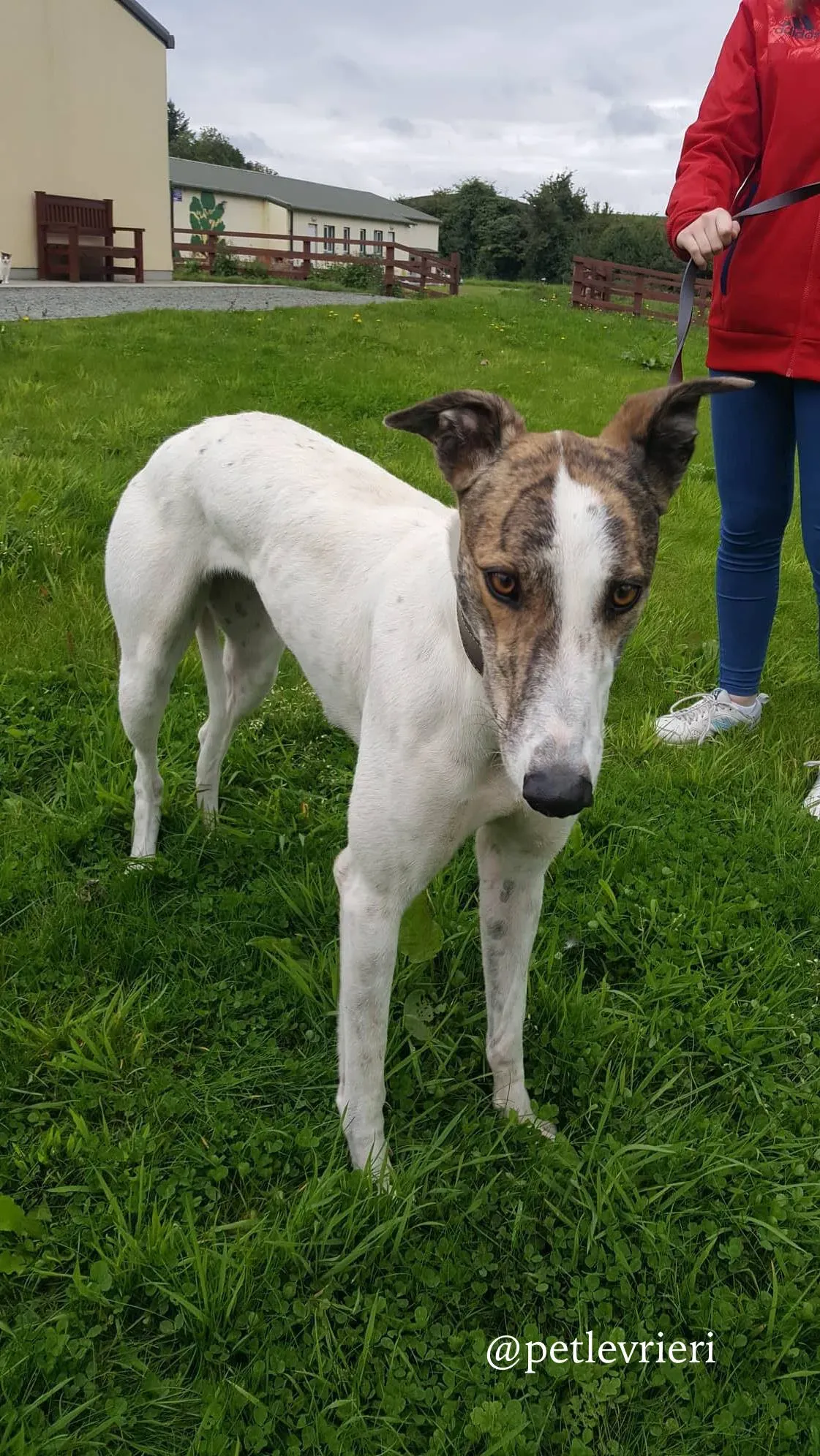 3 deva adozione greyhound