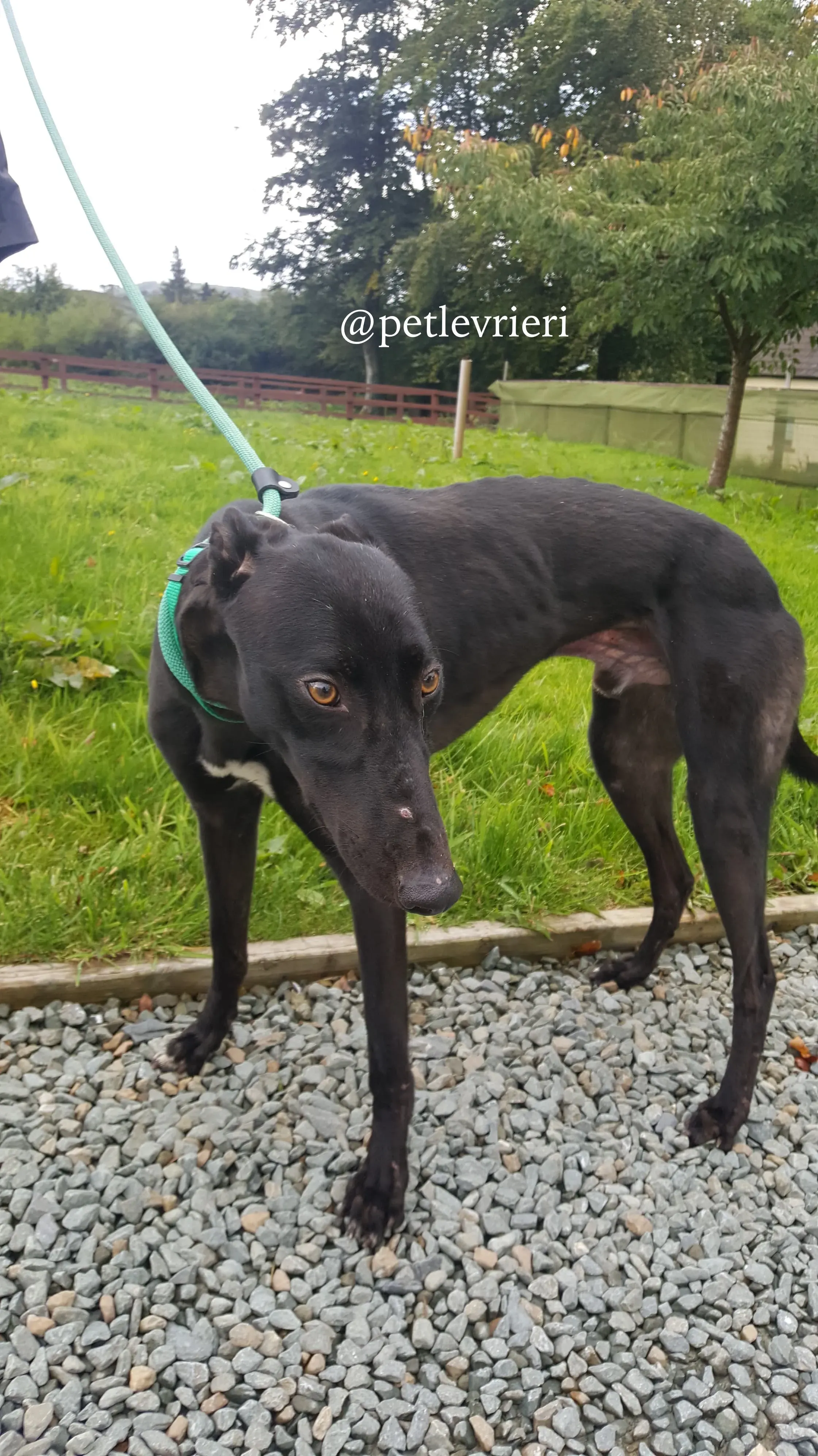 3 doc adozione greyhound