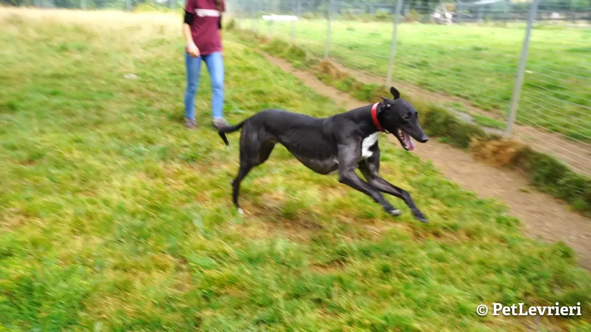 3 ed adozione levrieri greyhound