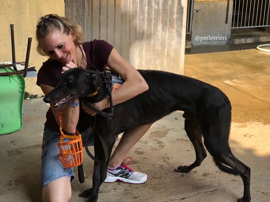 3 fear the beat adozione greyhound macao