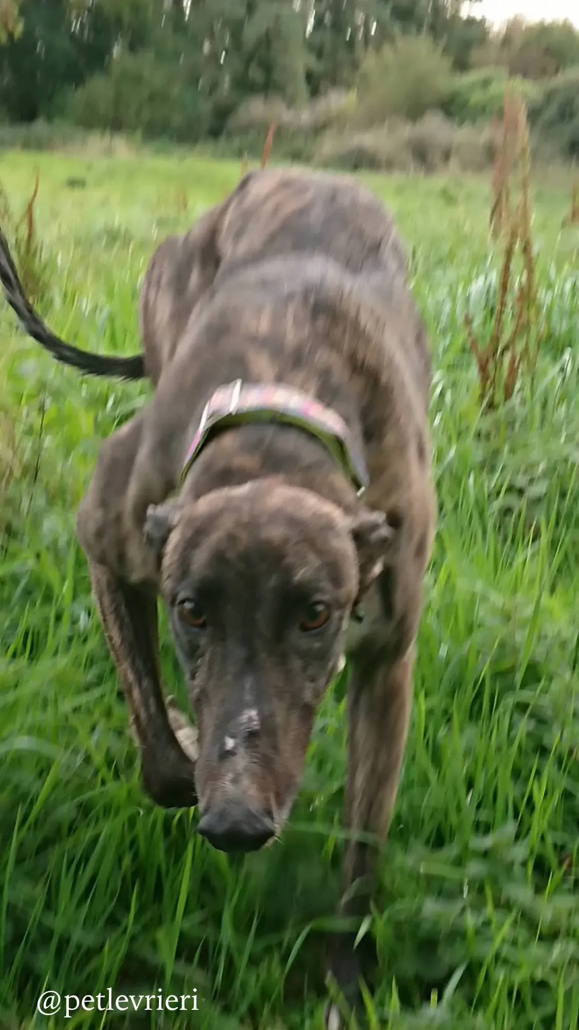 3 femi adozione levrieri greyhound