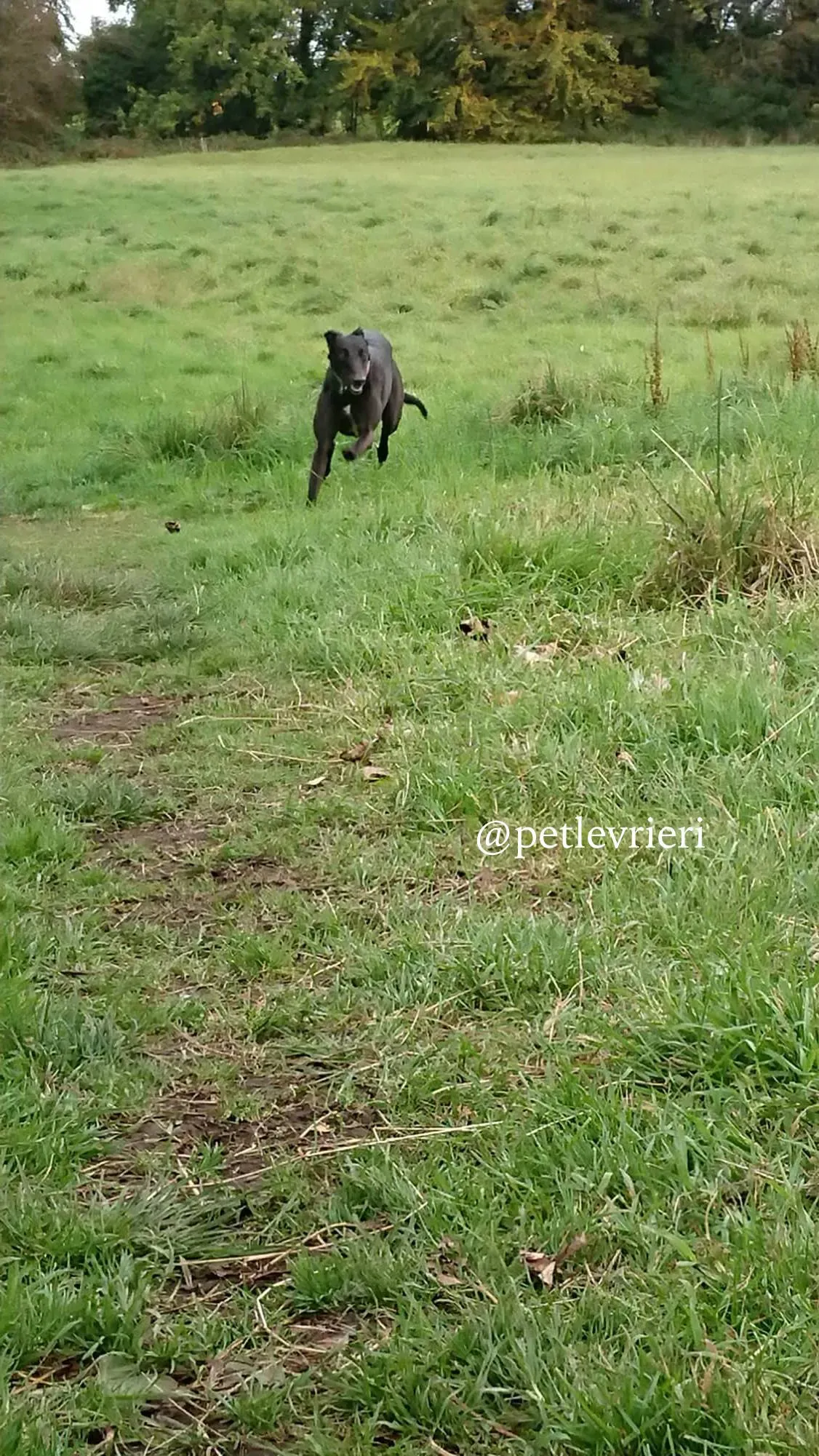 3 folami adozione levrieri greyhound
