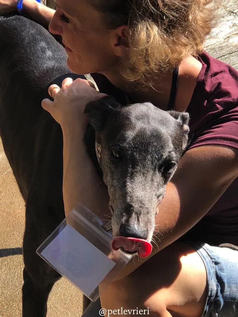 3 full house adozione greyhound macao