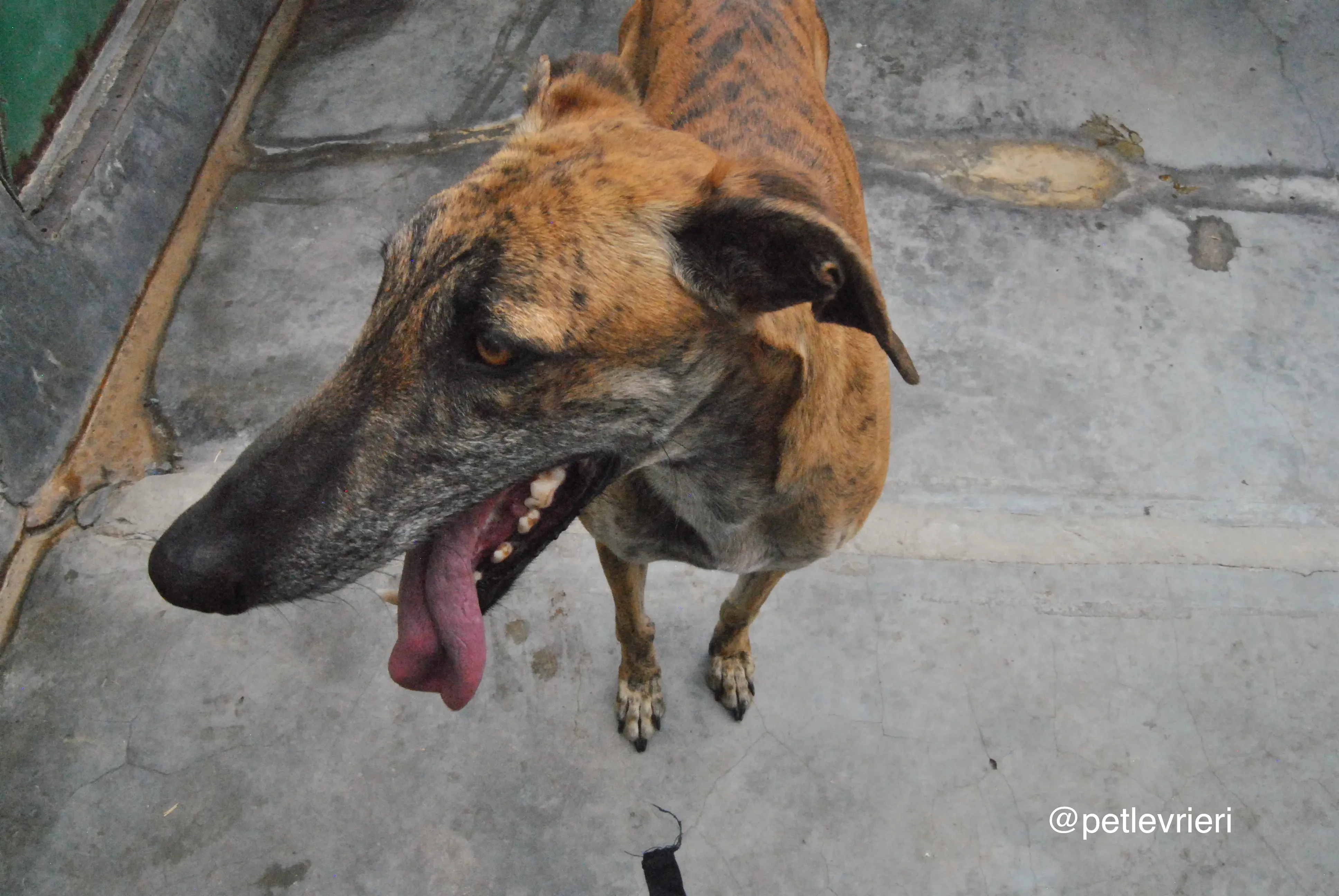 3 furia adozione levrieri galgo 1