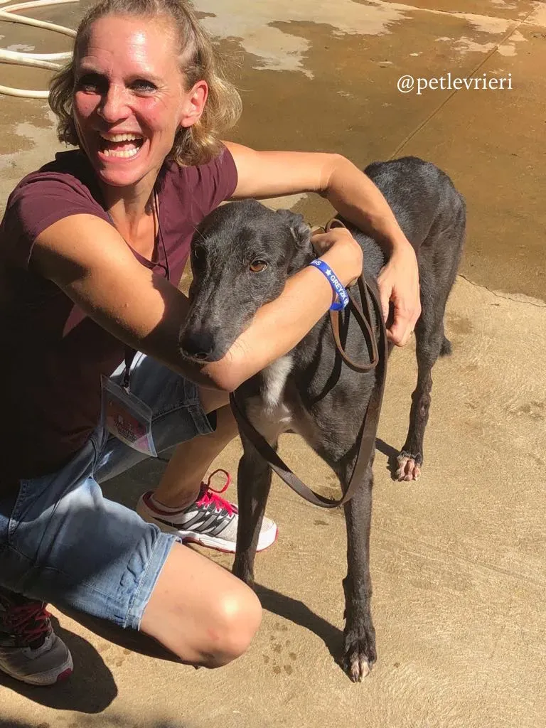 3 genius.com adozione greyhound macao