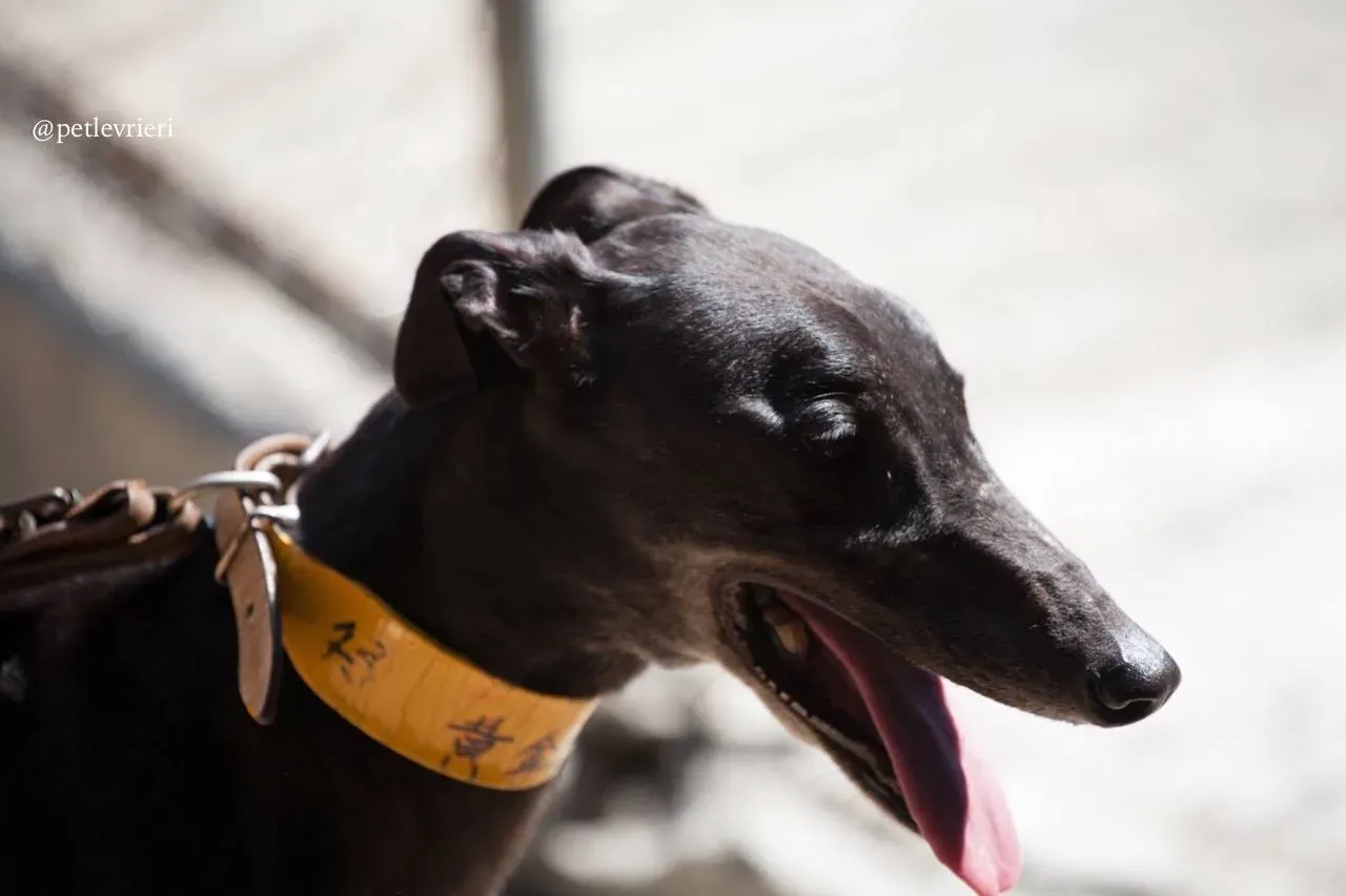 3 golden signify adozione greyhound macao