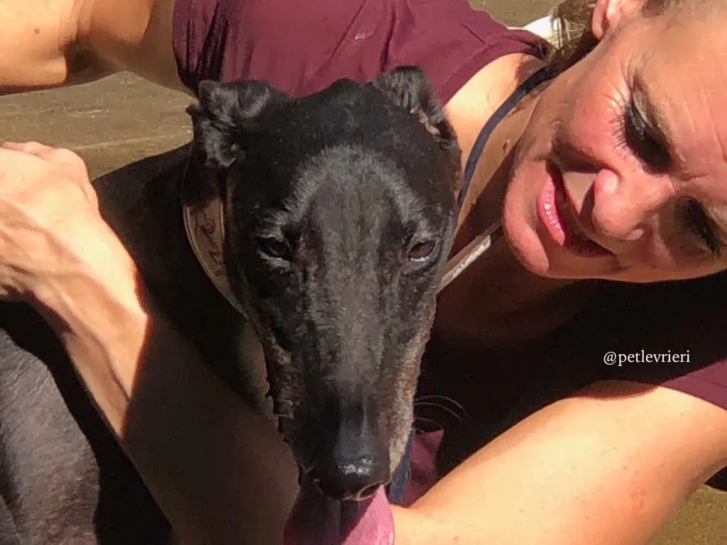 3 greatidol.com adozione greyhound macao