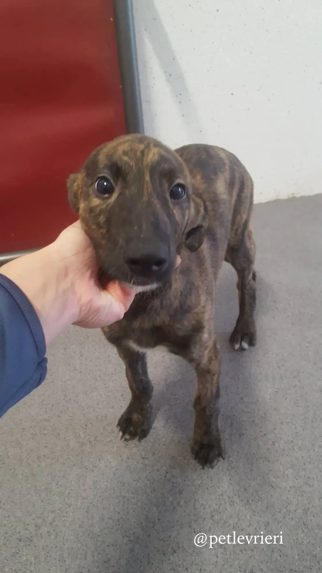 3 gus adozione levrieri greyhound