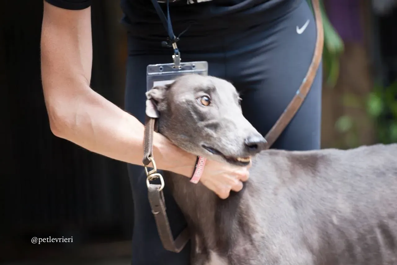 3 hacker adozione greyhound macao