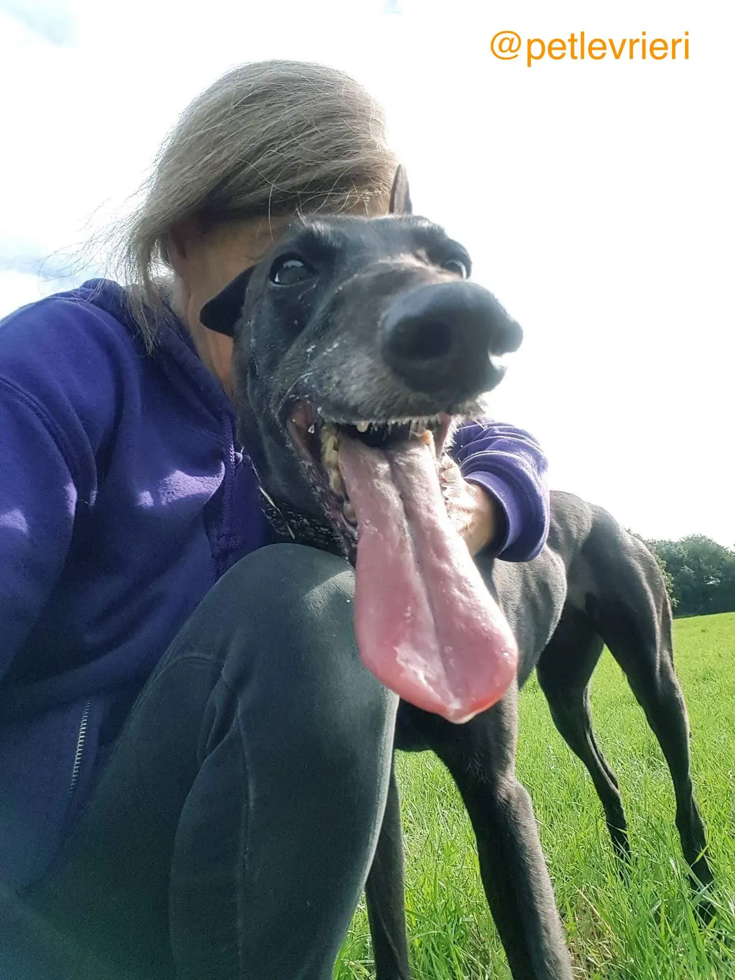 3 halla adozione levrieri greyhound