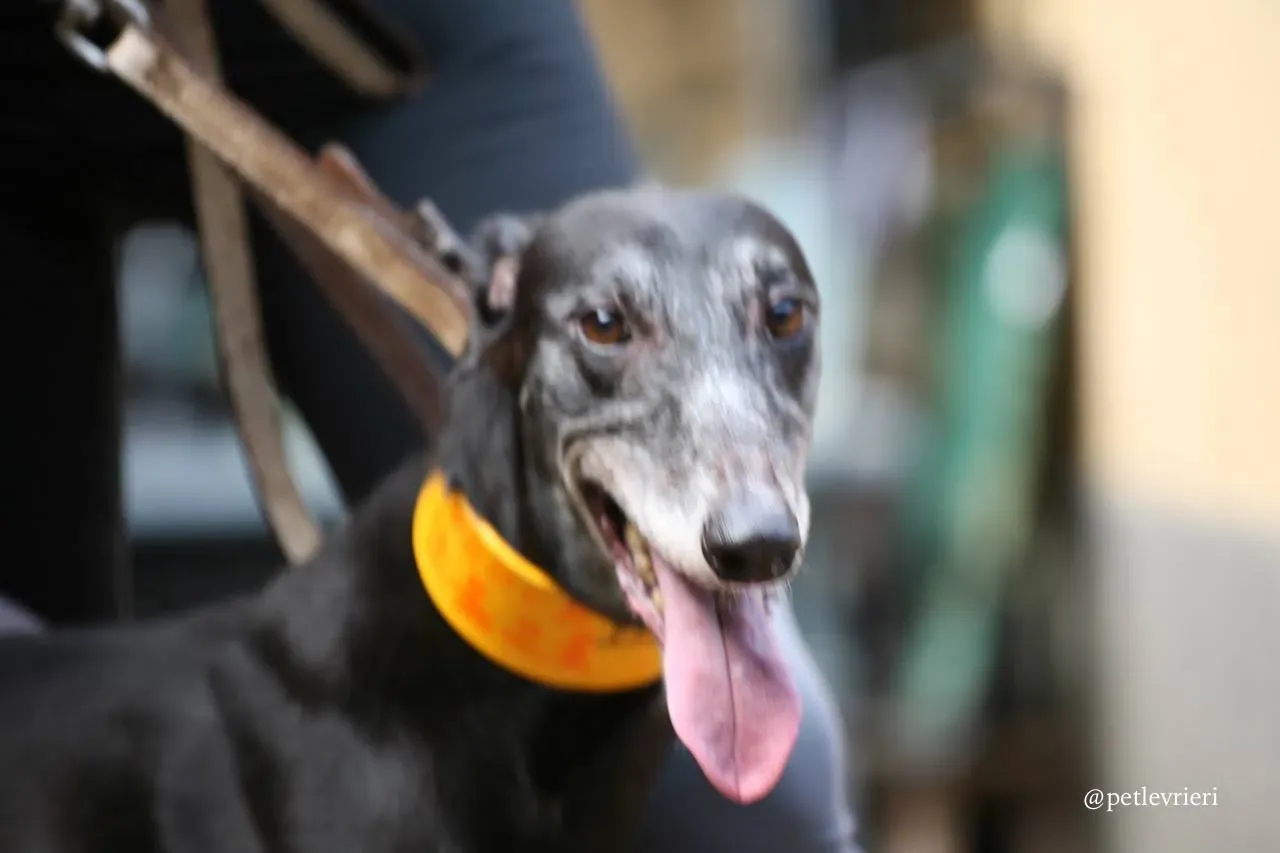 3 hang kei star adozione greyhound macao