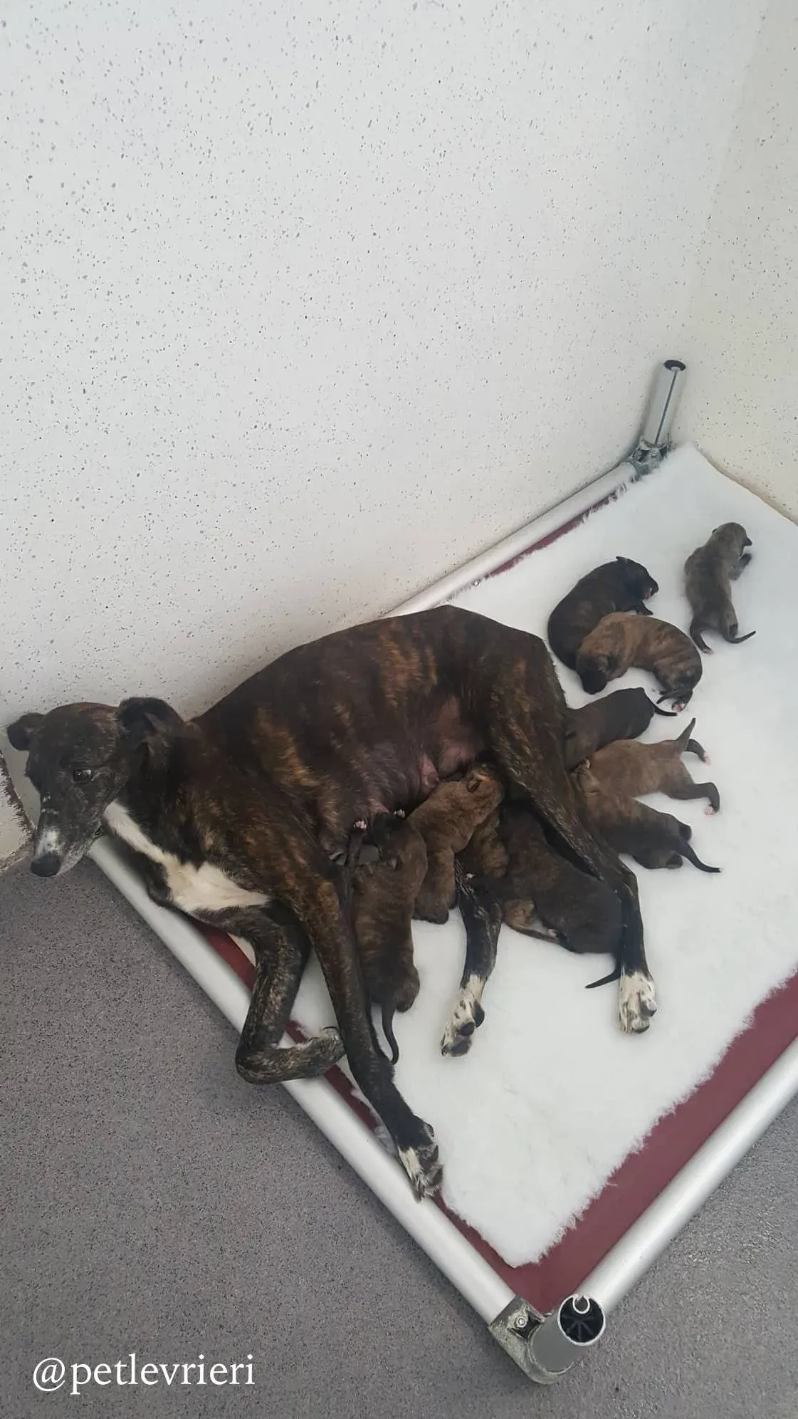 3 hazel adozione levrieri greyhound