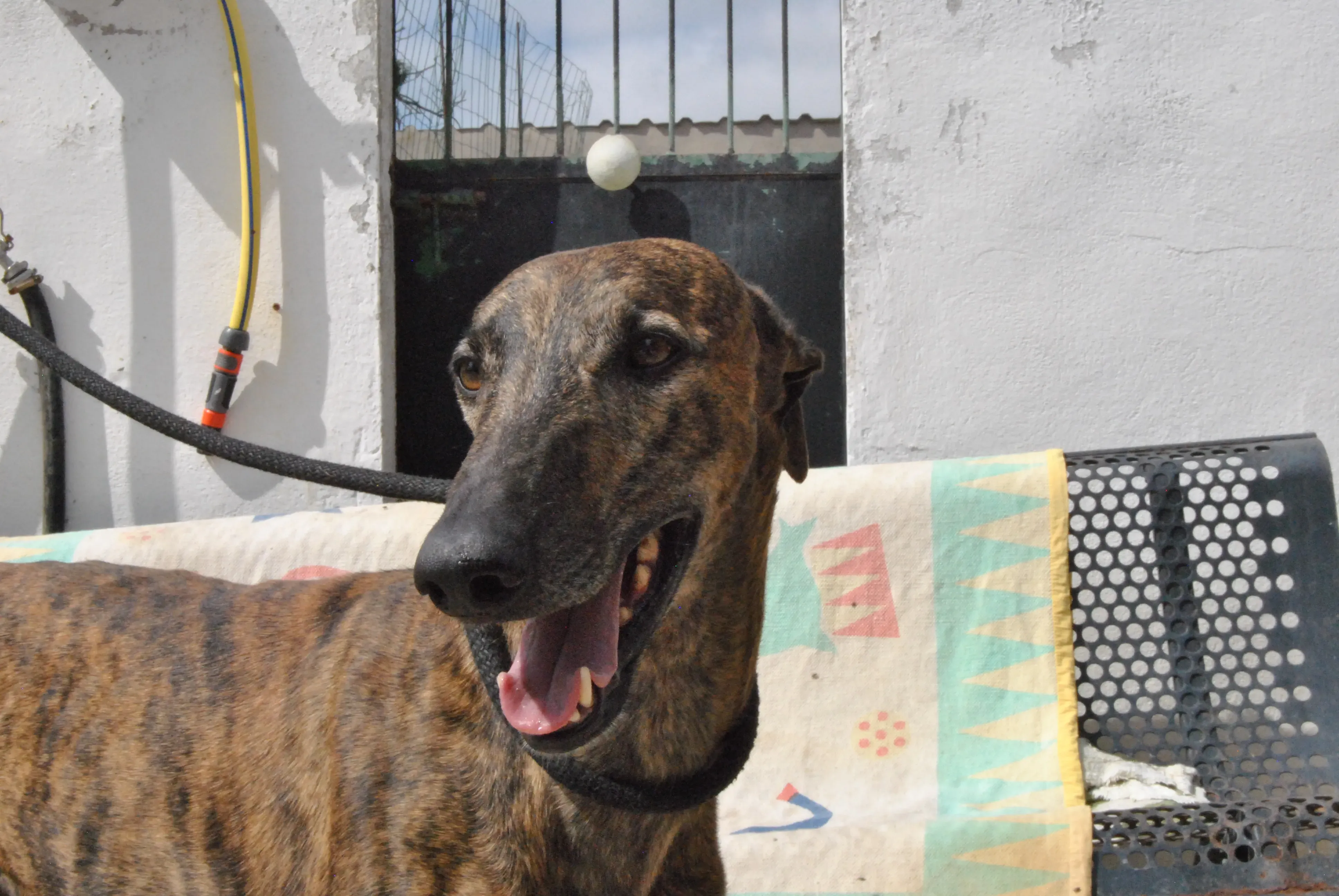 3 hercules adozione levrieri galgo