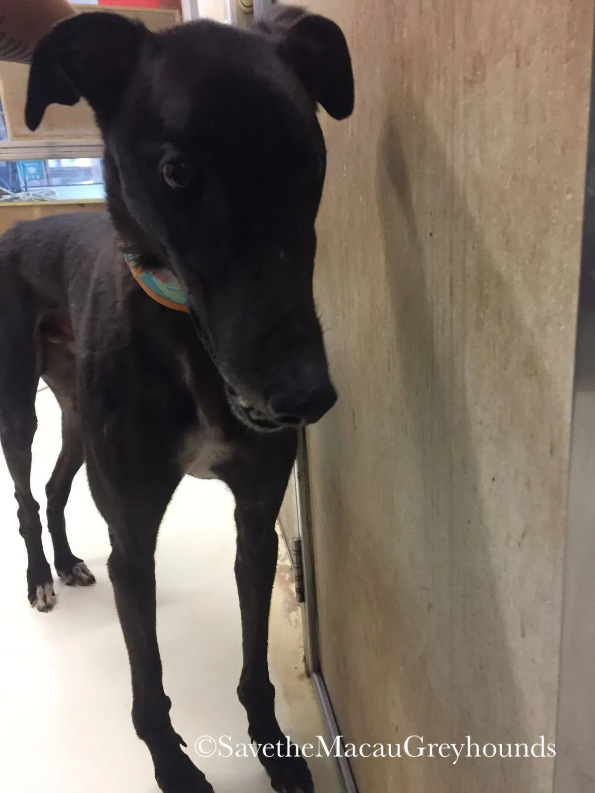 3 high mantenace adozione greyhound macao