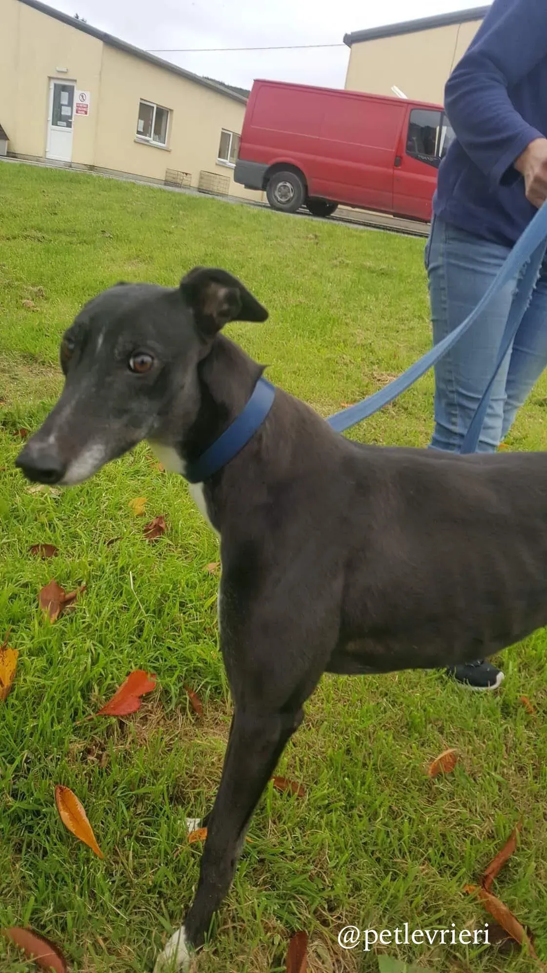 3 hilary adozione levrieri greyhound