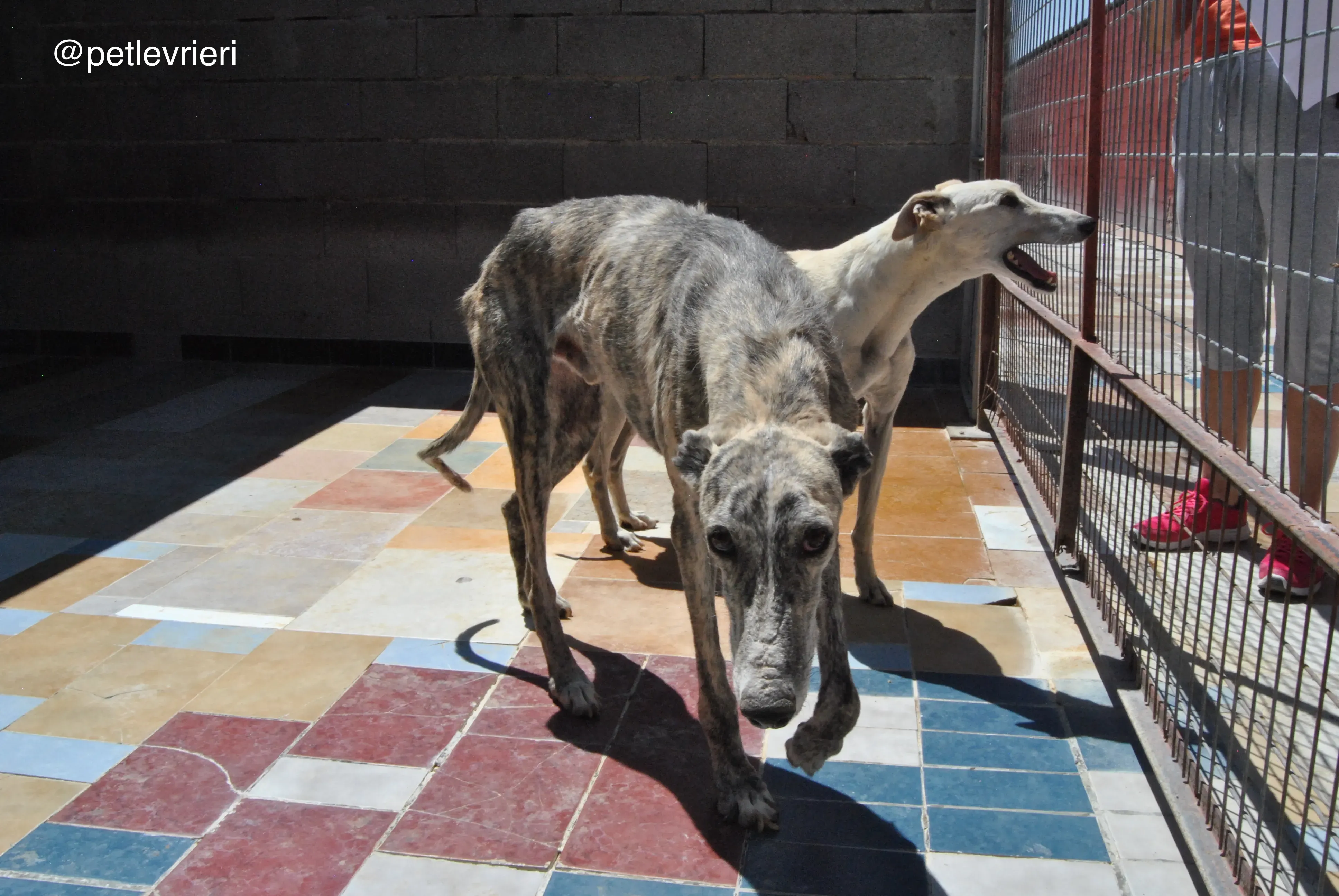 3 hispano adozione levrieri galgo