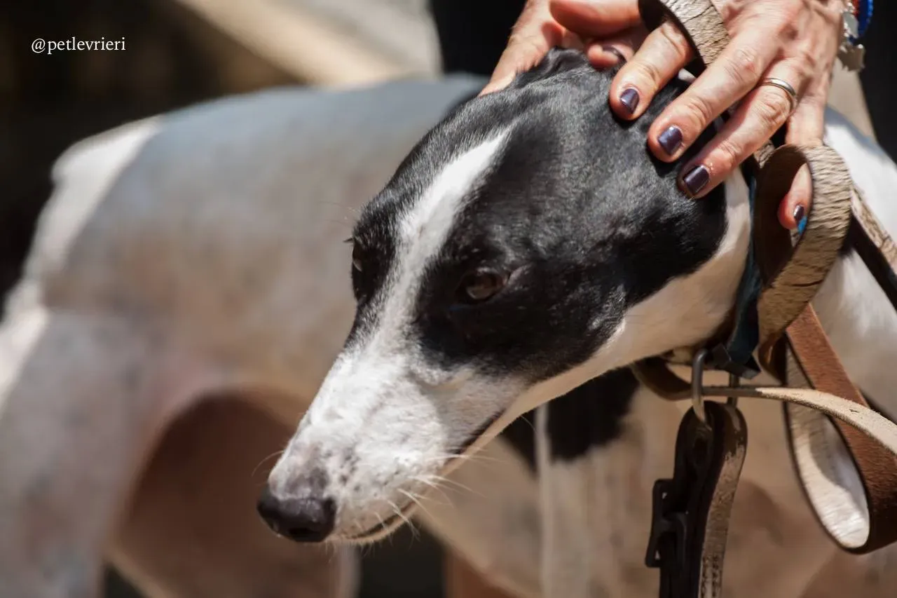 3 huntress adozione greyhound macao