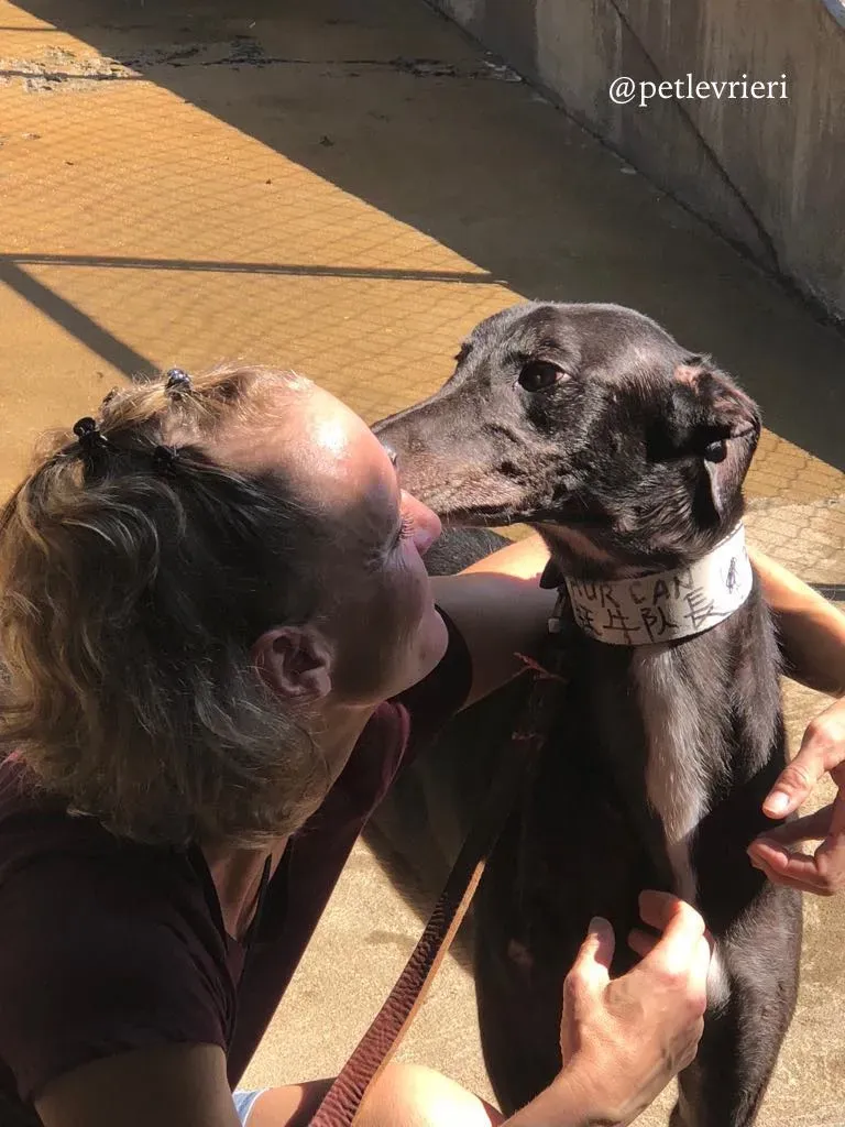 3 hurcan adozione greyhound macao