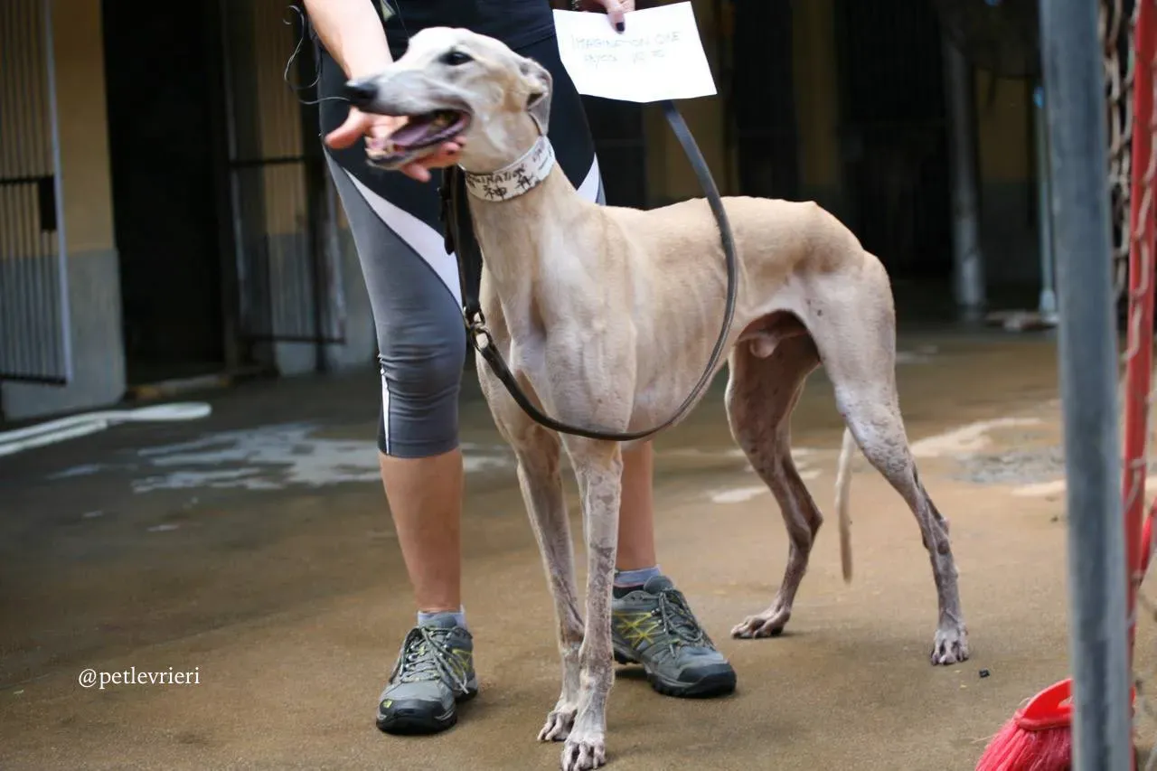 3 imagination one adozione greyhound macao