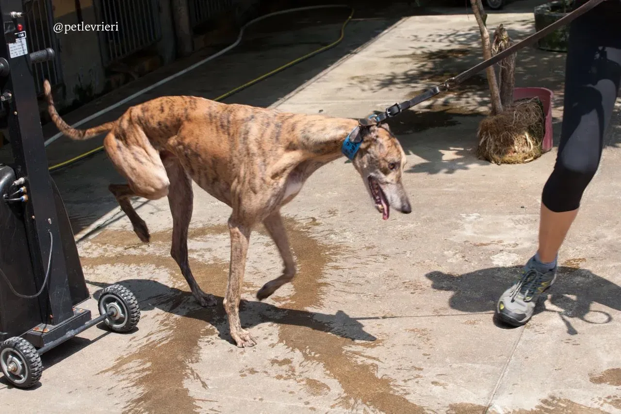 3 infinite tron adozione greyhound macao