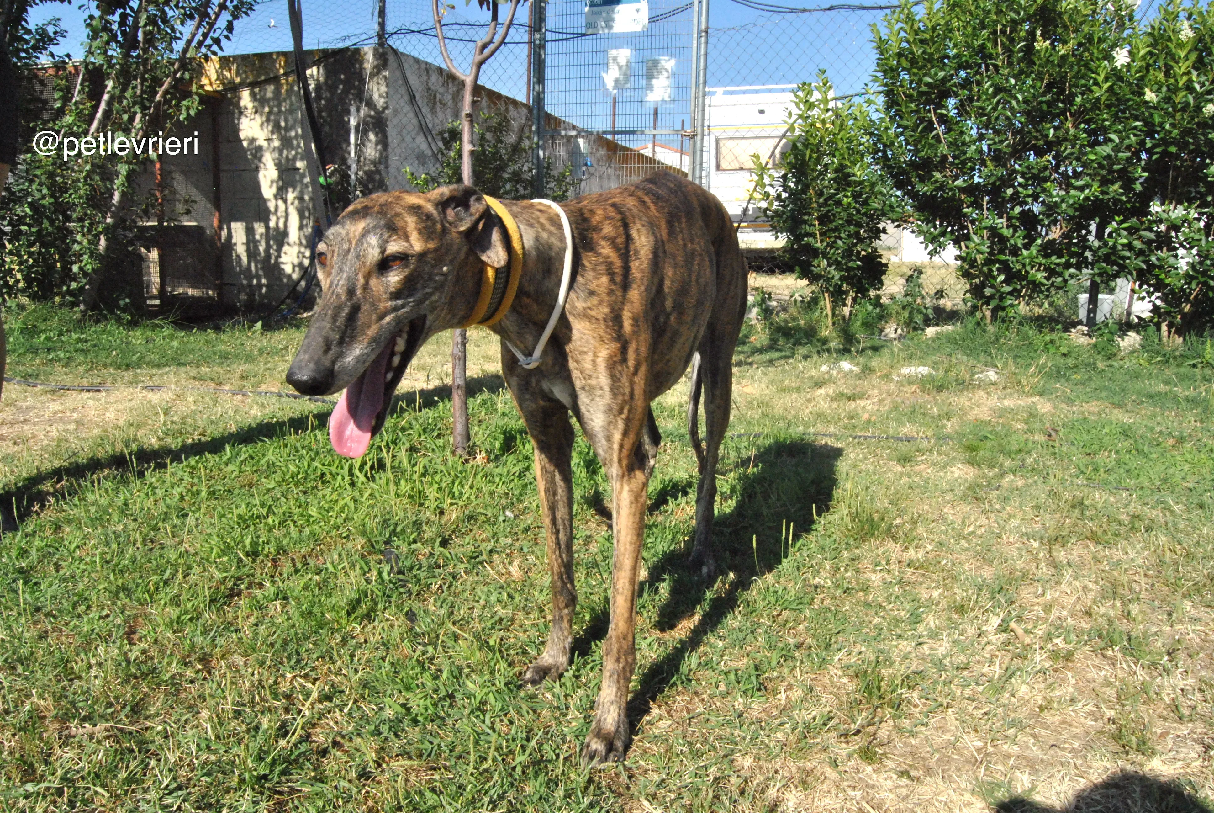 3 jara adozione levrieri galgo 1