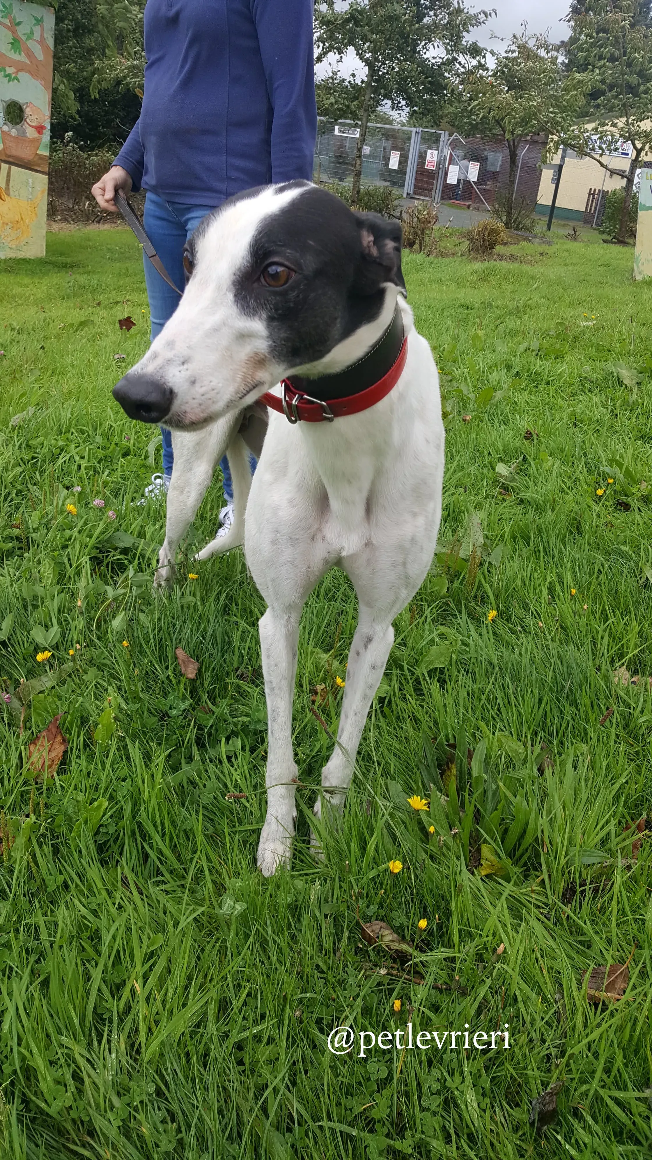 3 jay adozione greyhound