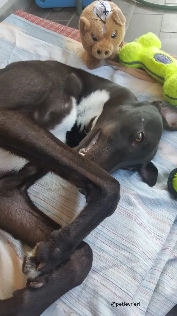 3 jerry Greyhound rescue petlevrieri petlevrierionlus foster progettofoster