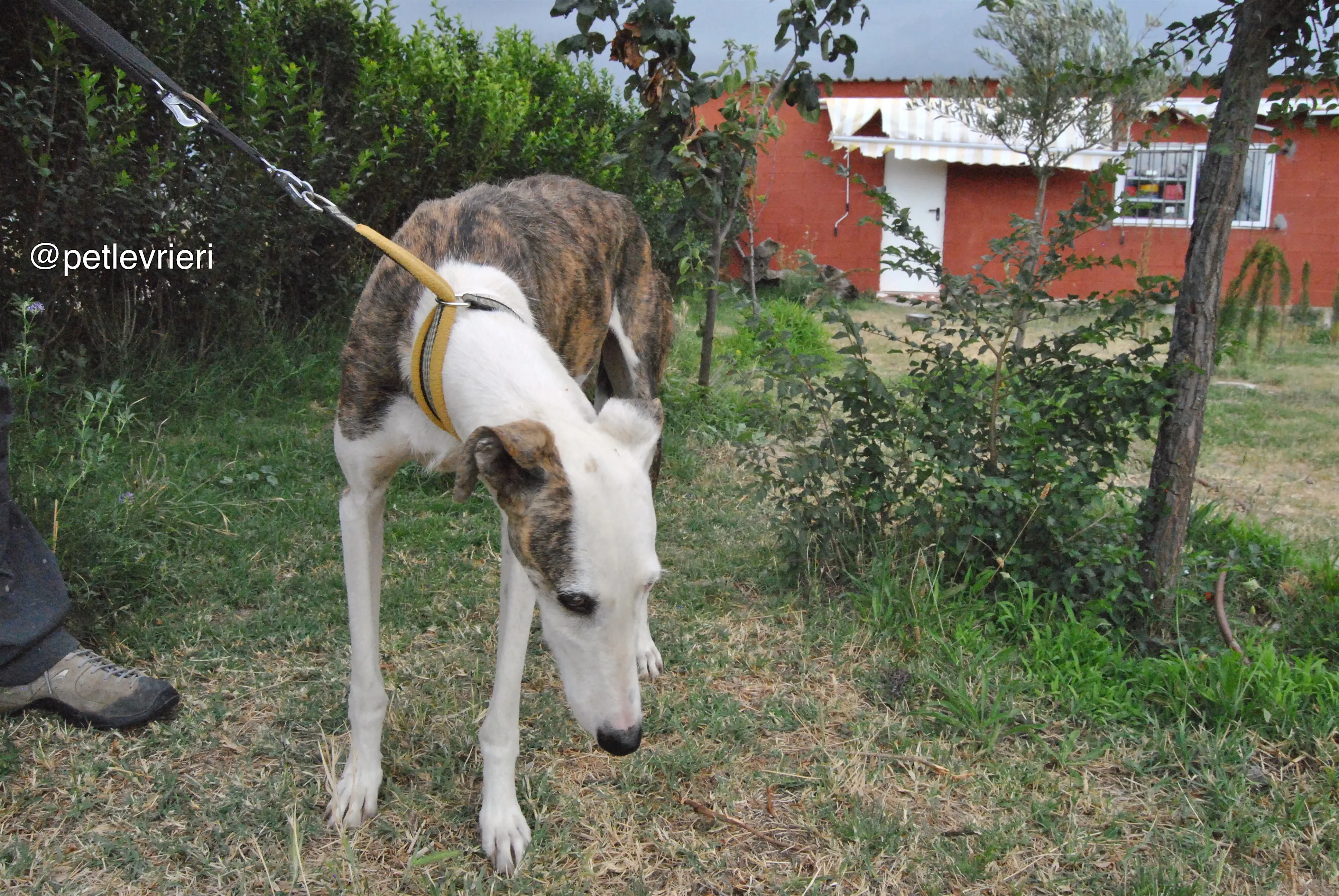 3 josua adozione levrieri galgo