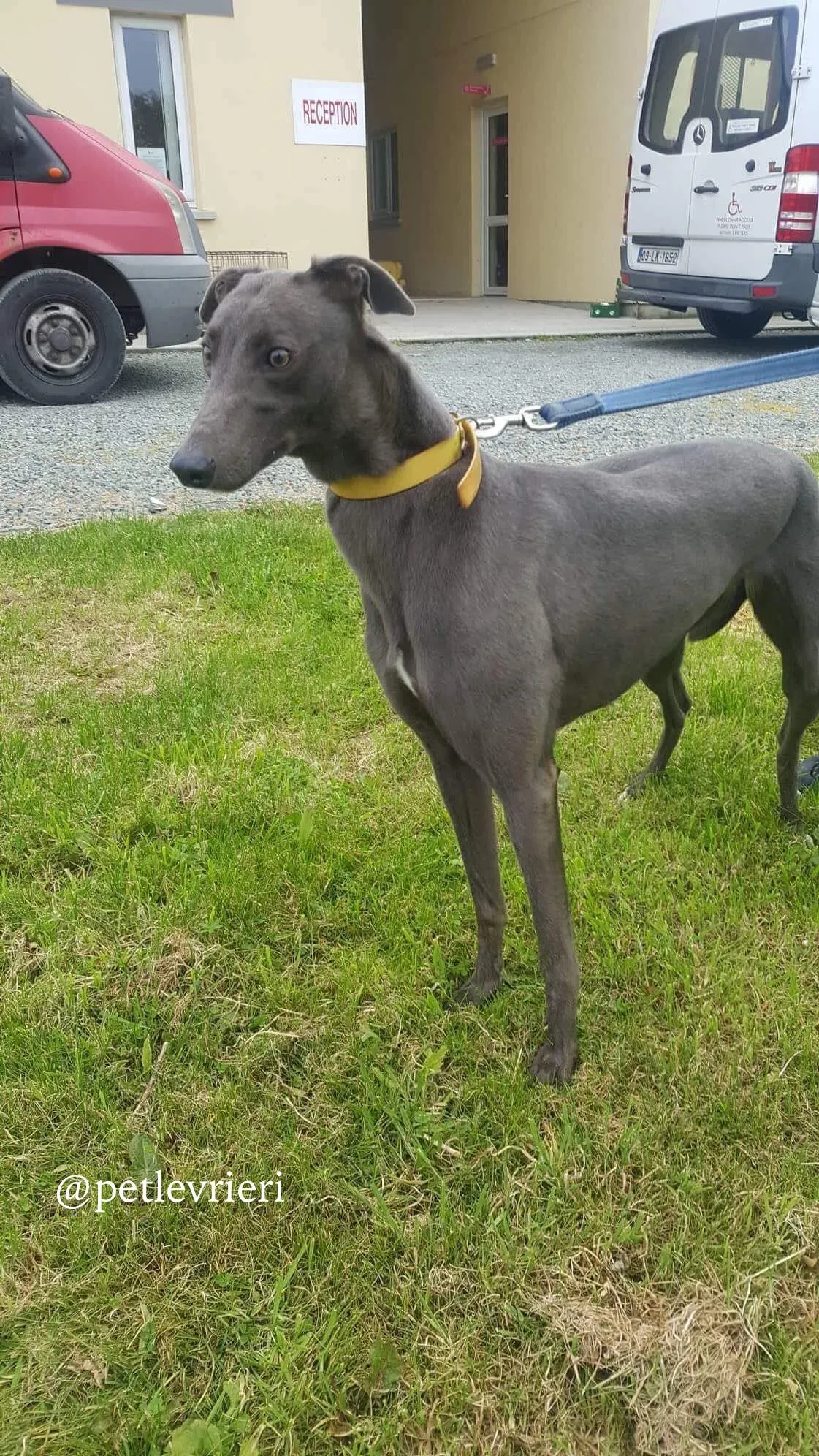 3 joy adozione levrieri greyhound