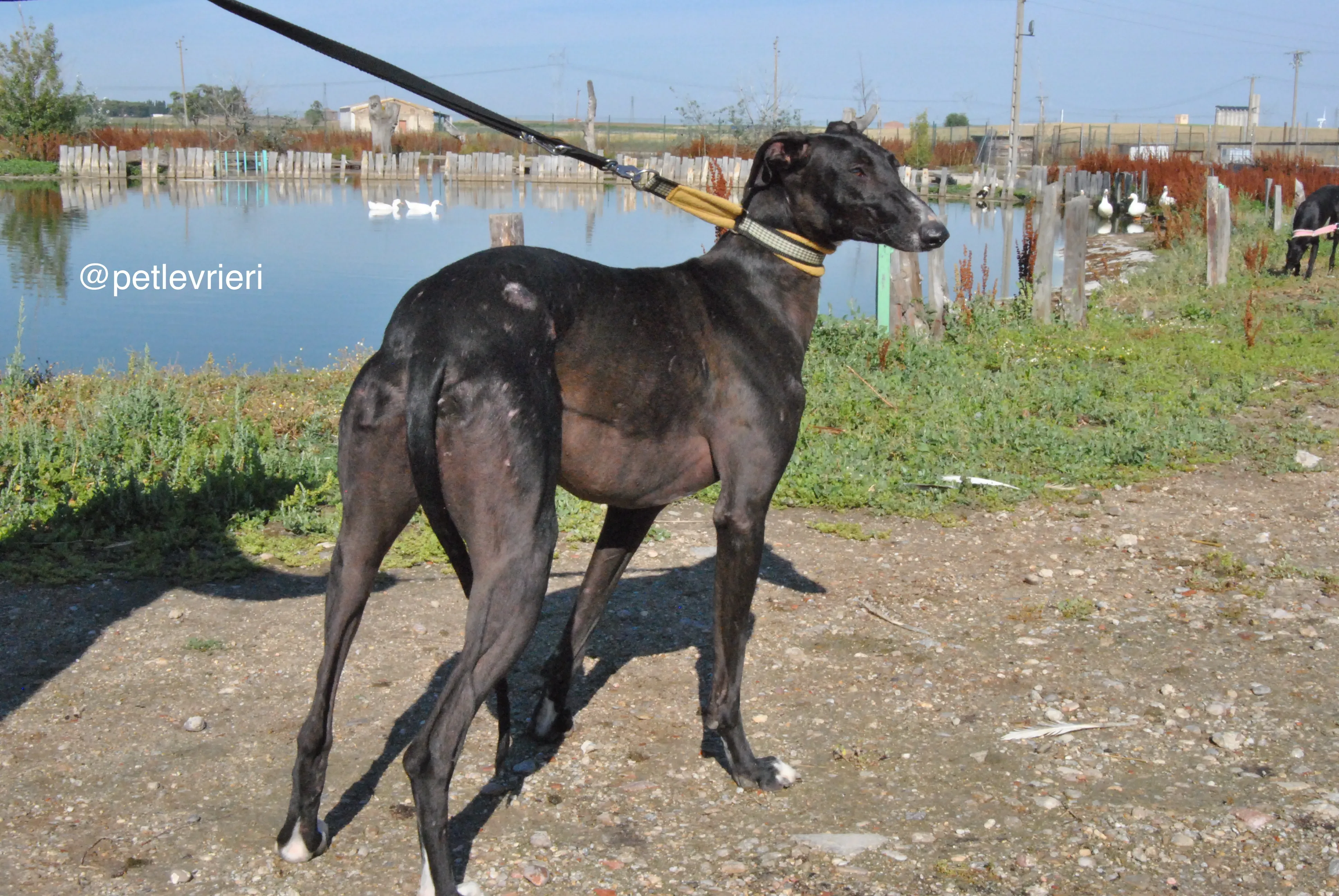 3 lacompleta adozione levrieri galgo