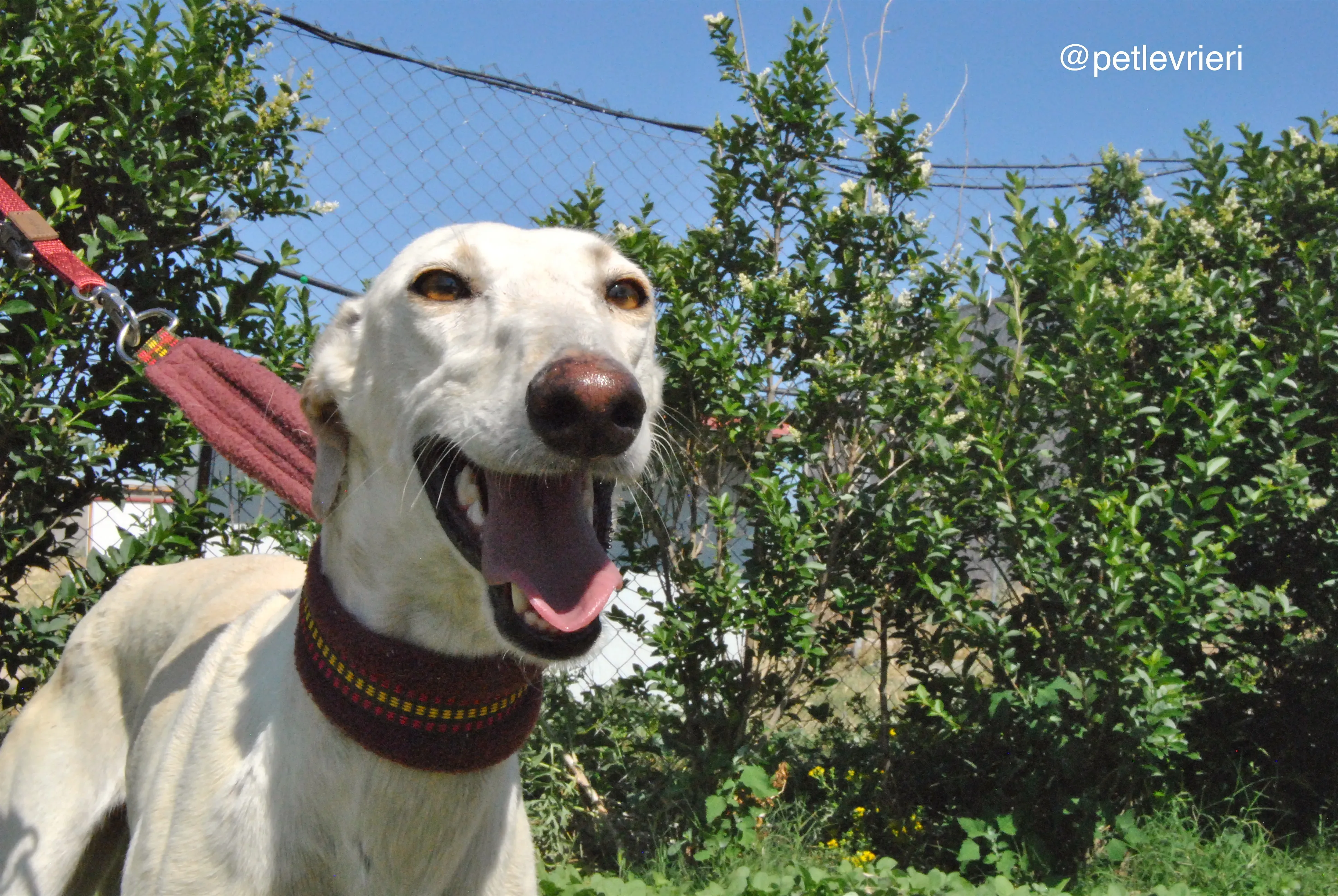 3 laila adozione levrieri galgo