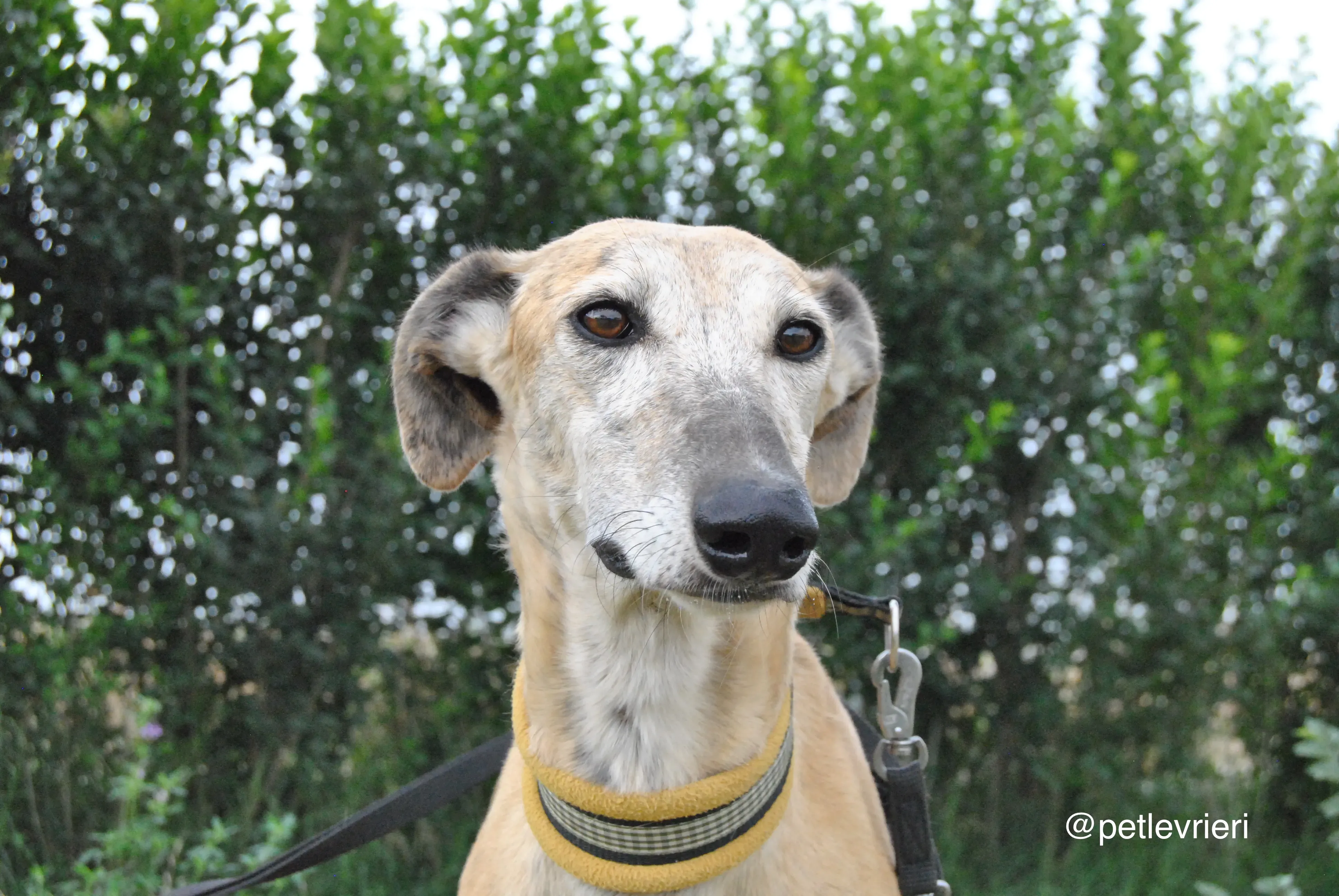 3 lambie adozione levrieri galgo