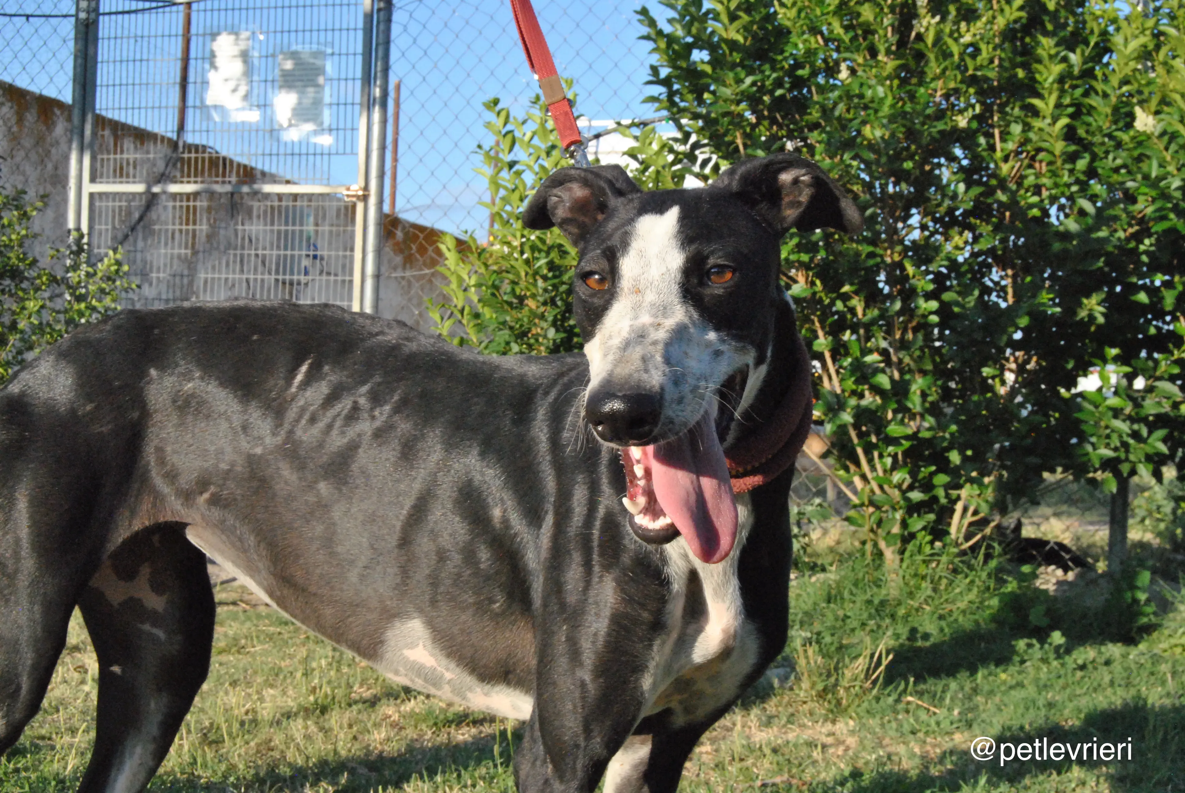 3 lili adozione levrieri galgo