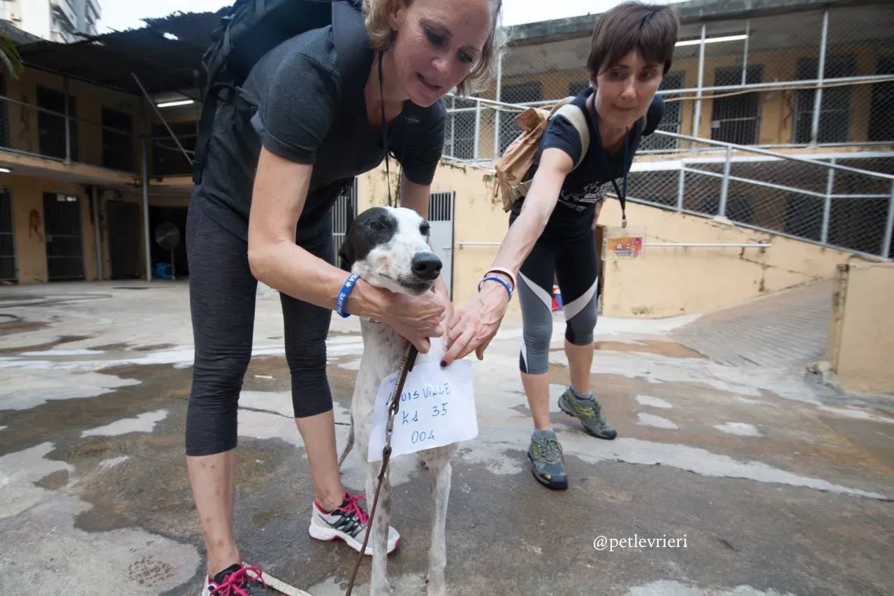 3 louisville swish adozione greyhound macao