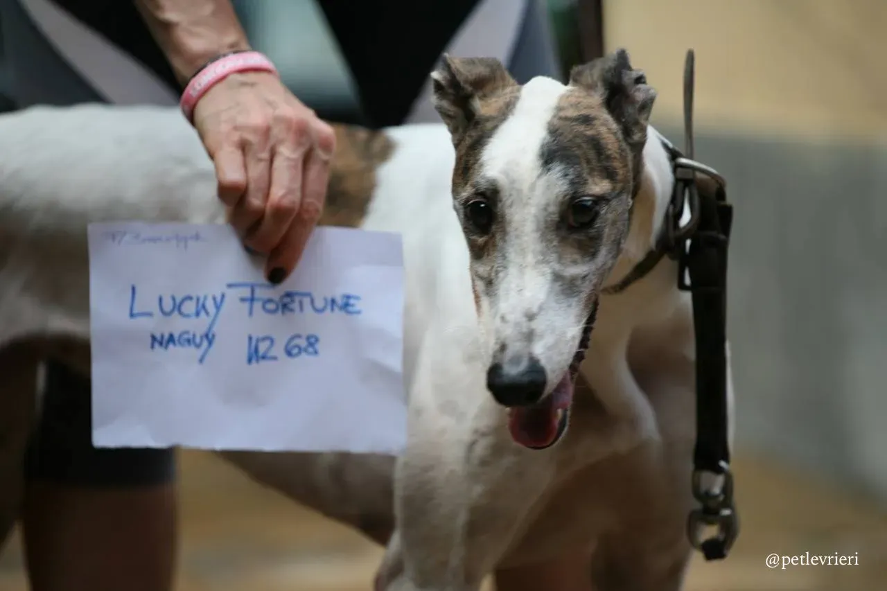 3 lucky fortune adozione greyhound macao