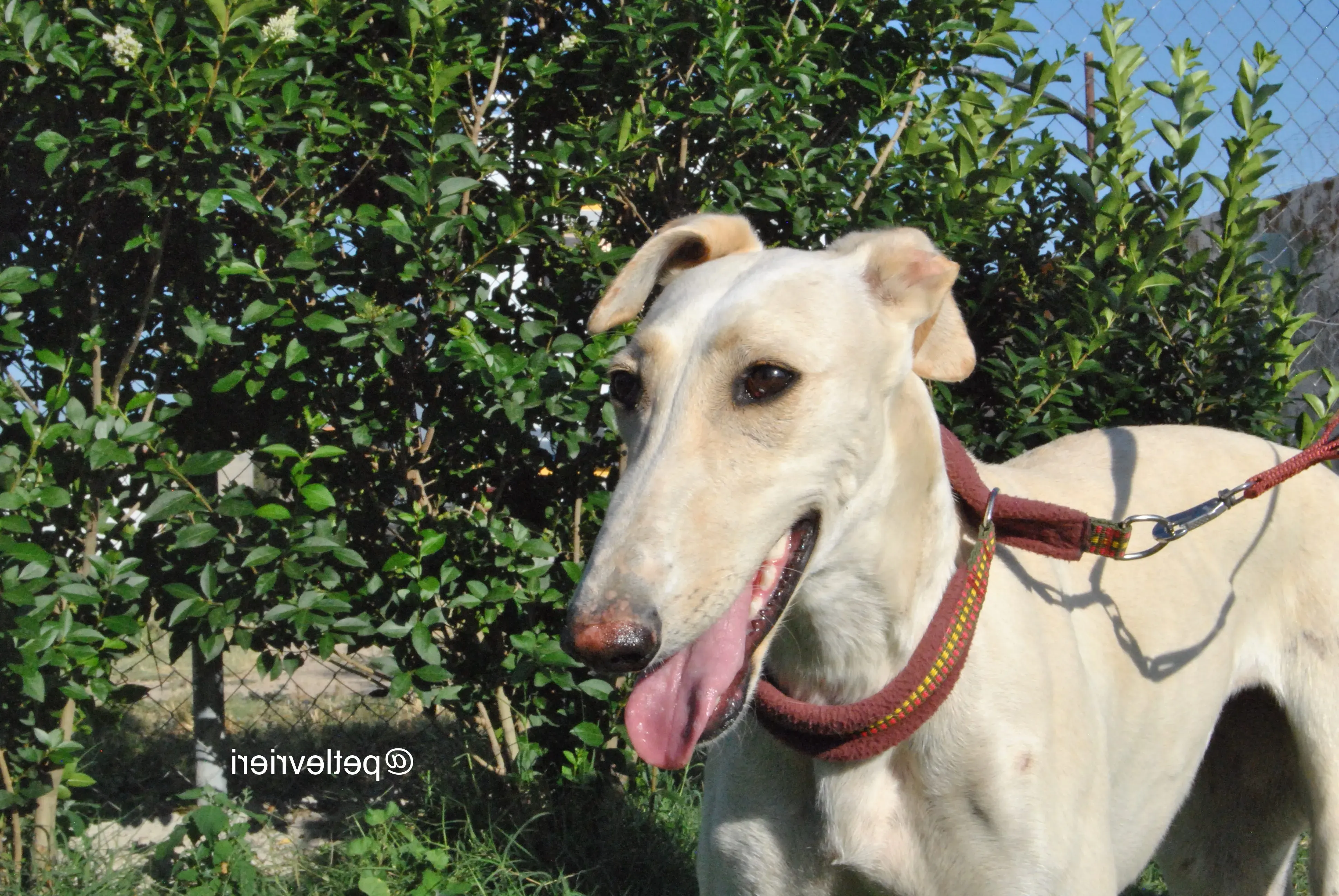 3 mari adozione levrieri galgo e1539780066828