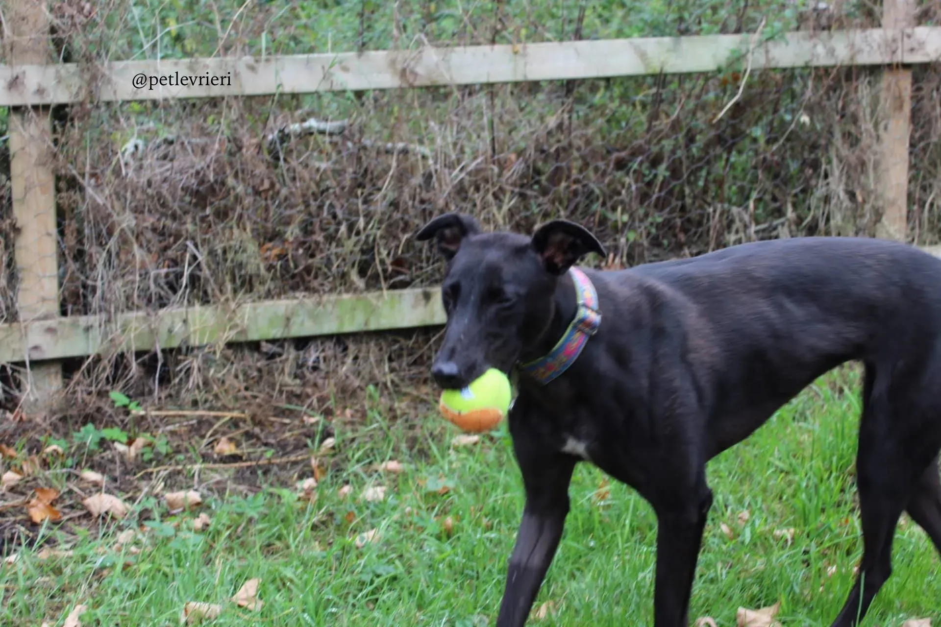 3 mignon adozione levrieri greyhound 1