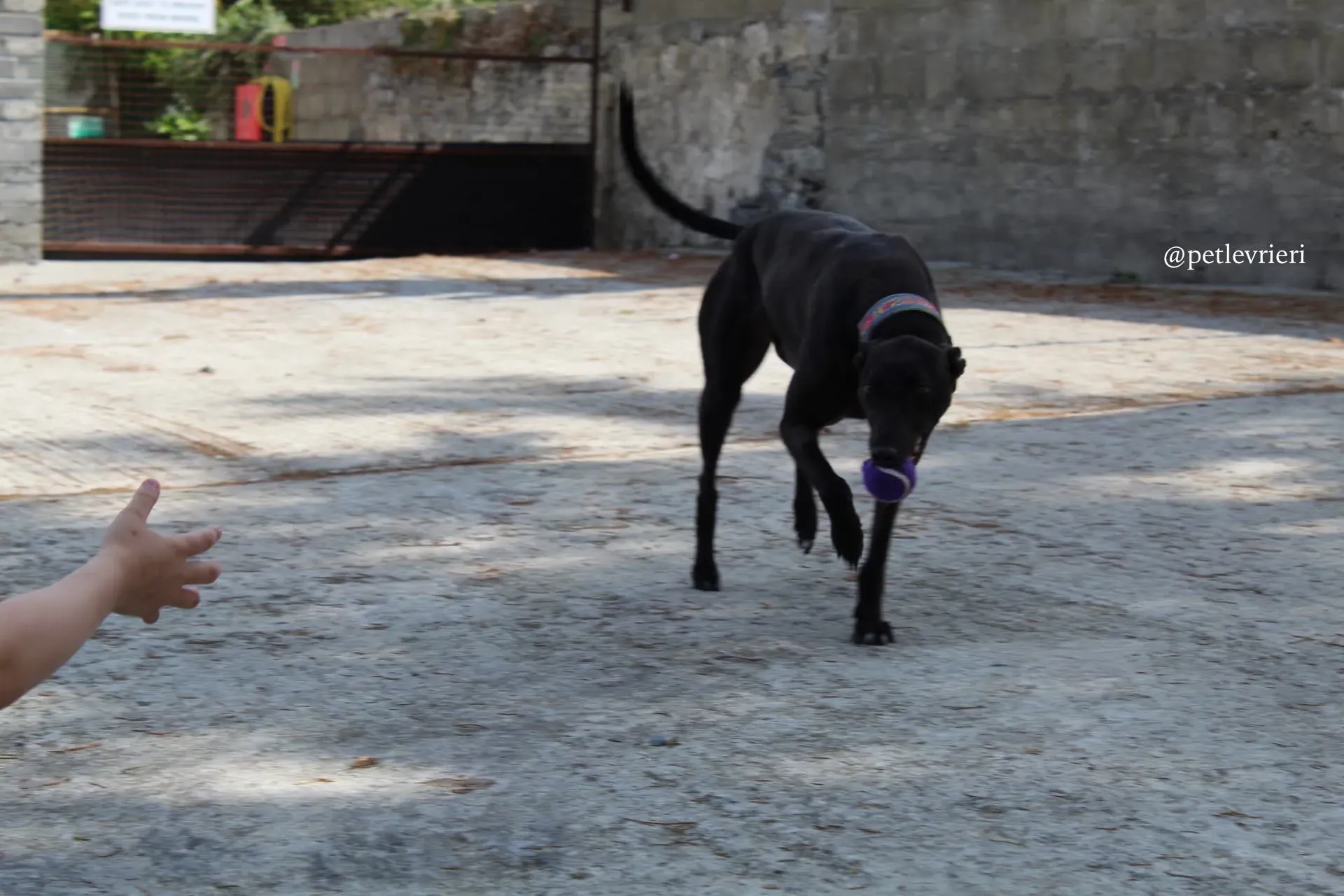 3 mignon adozione levrieri greyhound