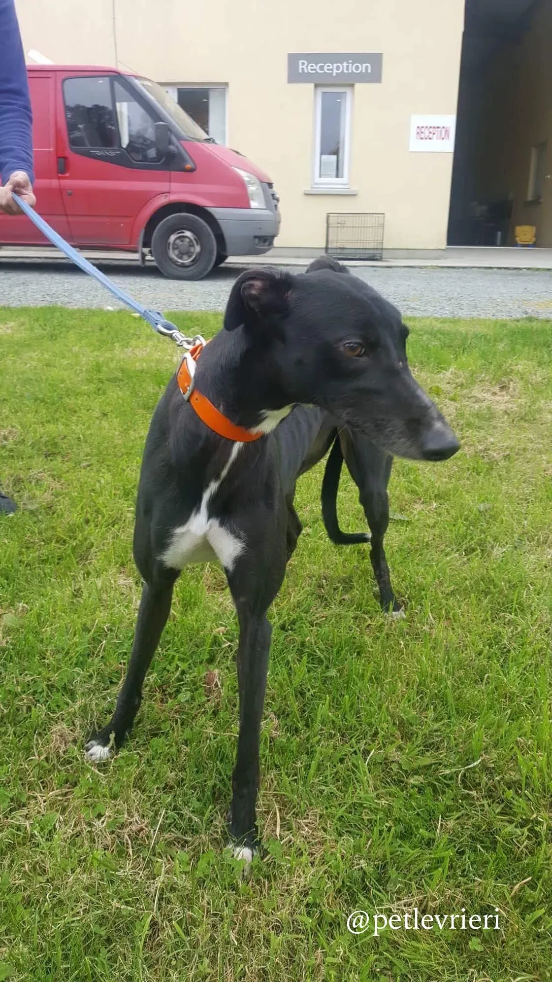 3 miss alice adozione levrieri greyhound