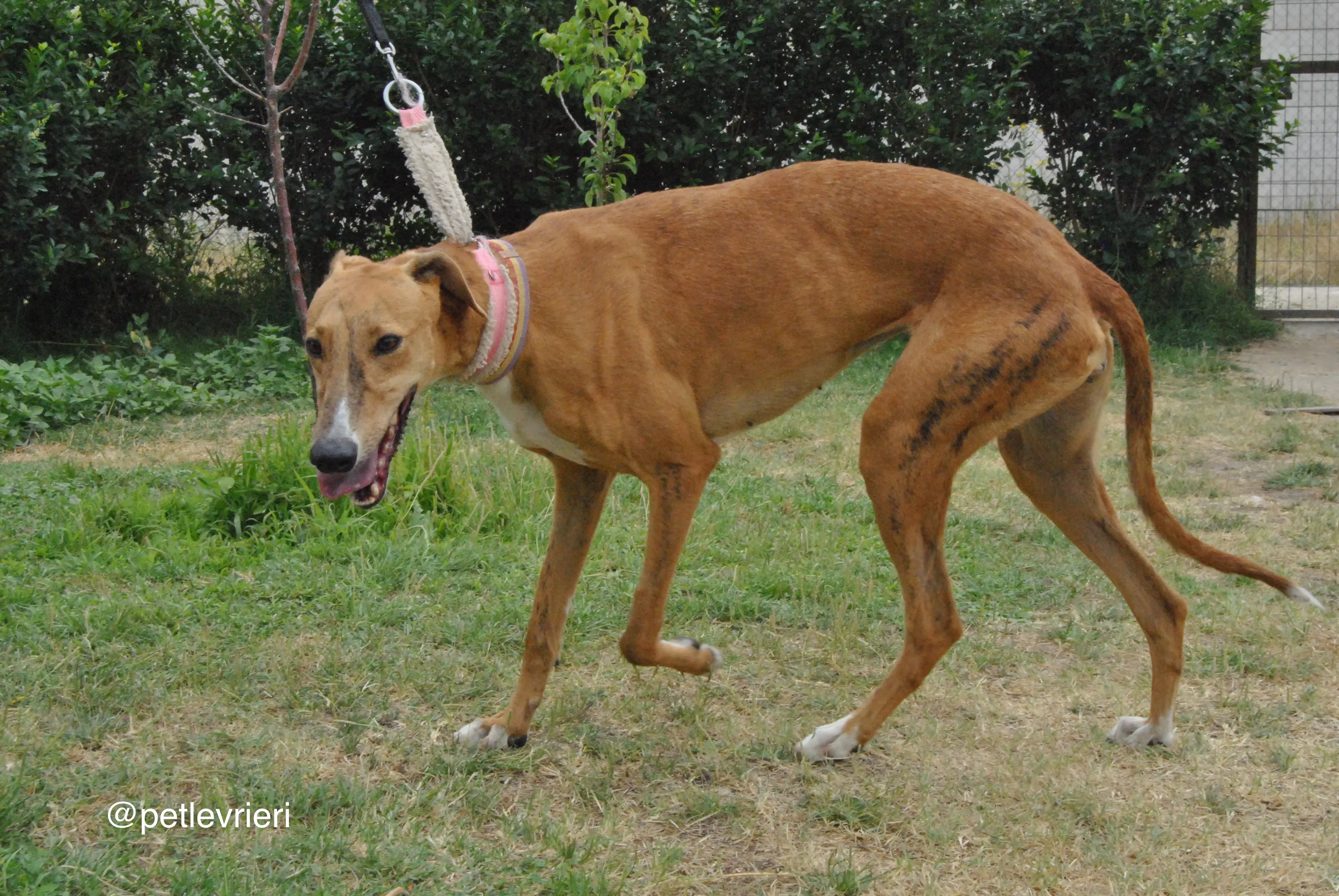 3 monica adozione levrieri galgo