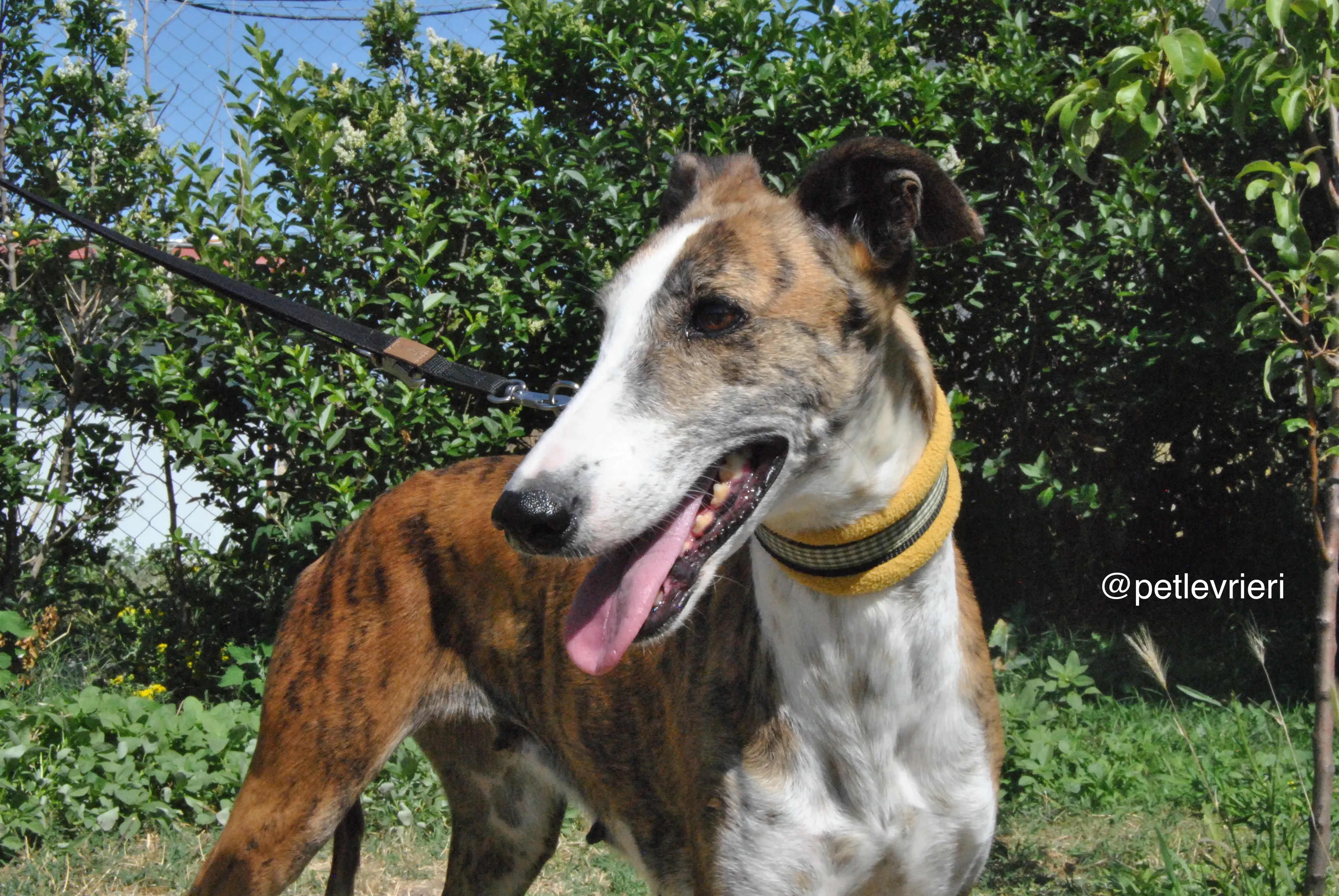 3 mumush adozione levrieri galgo