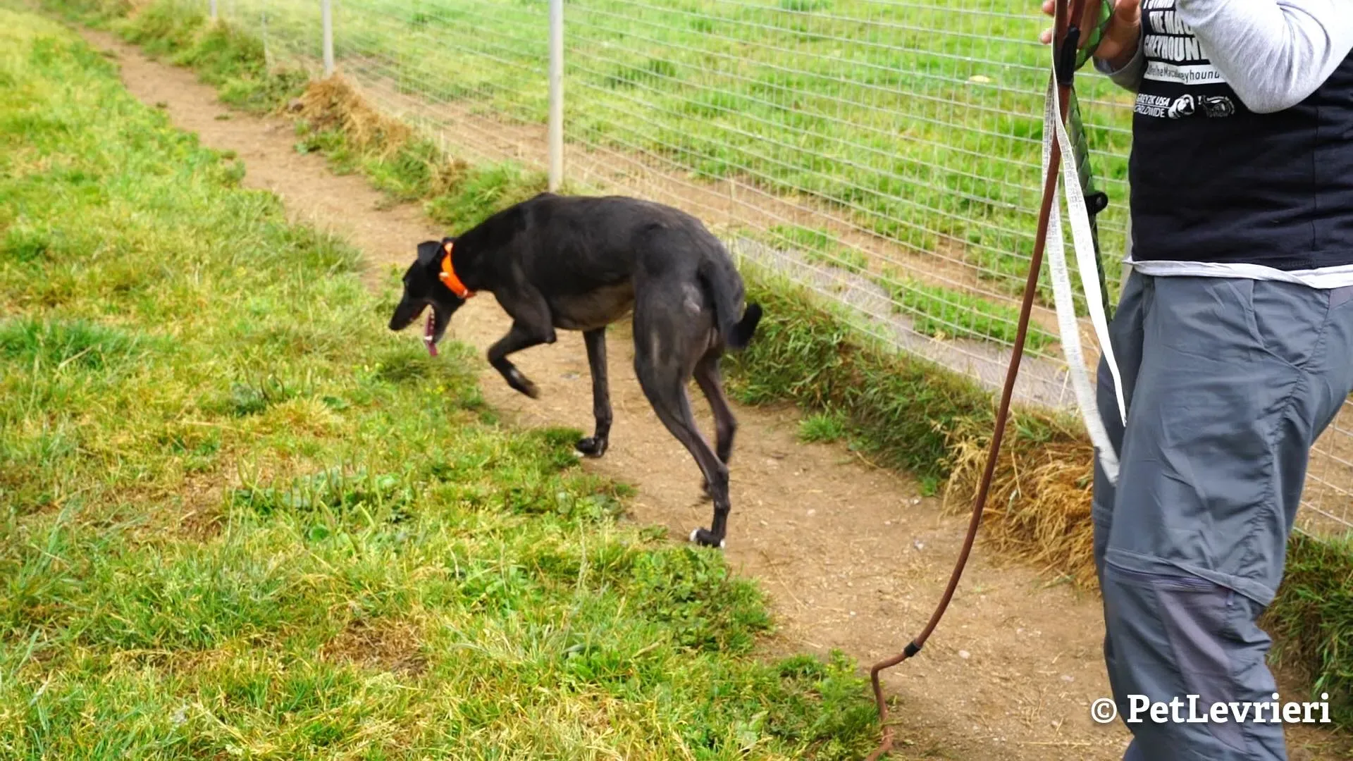 3 murt adozione levrieri greyhound