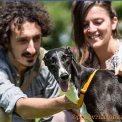 3 musa adozione galgo