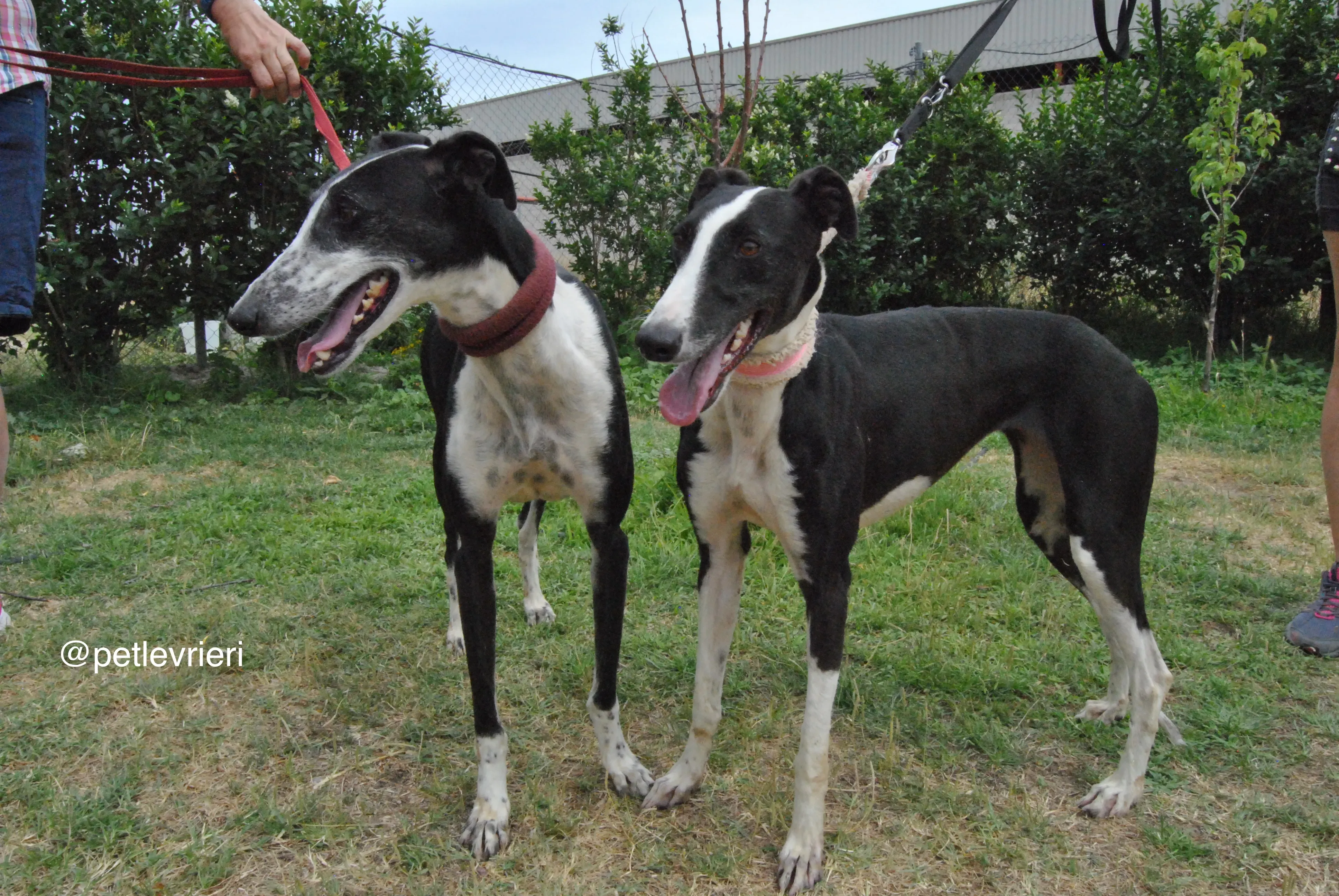 3 olga katarina adozione levrieri galgo
