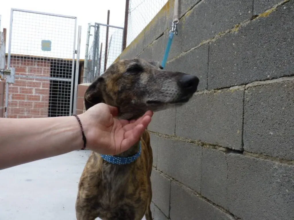 3 ondina adozione levrieri galgo