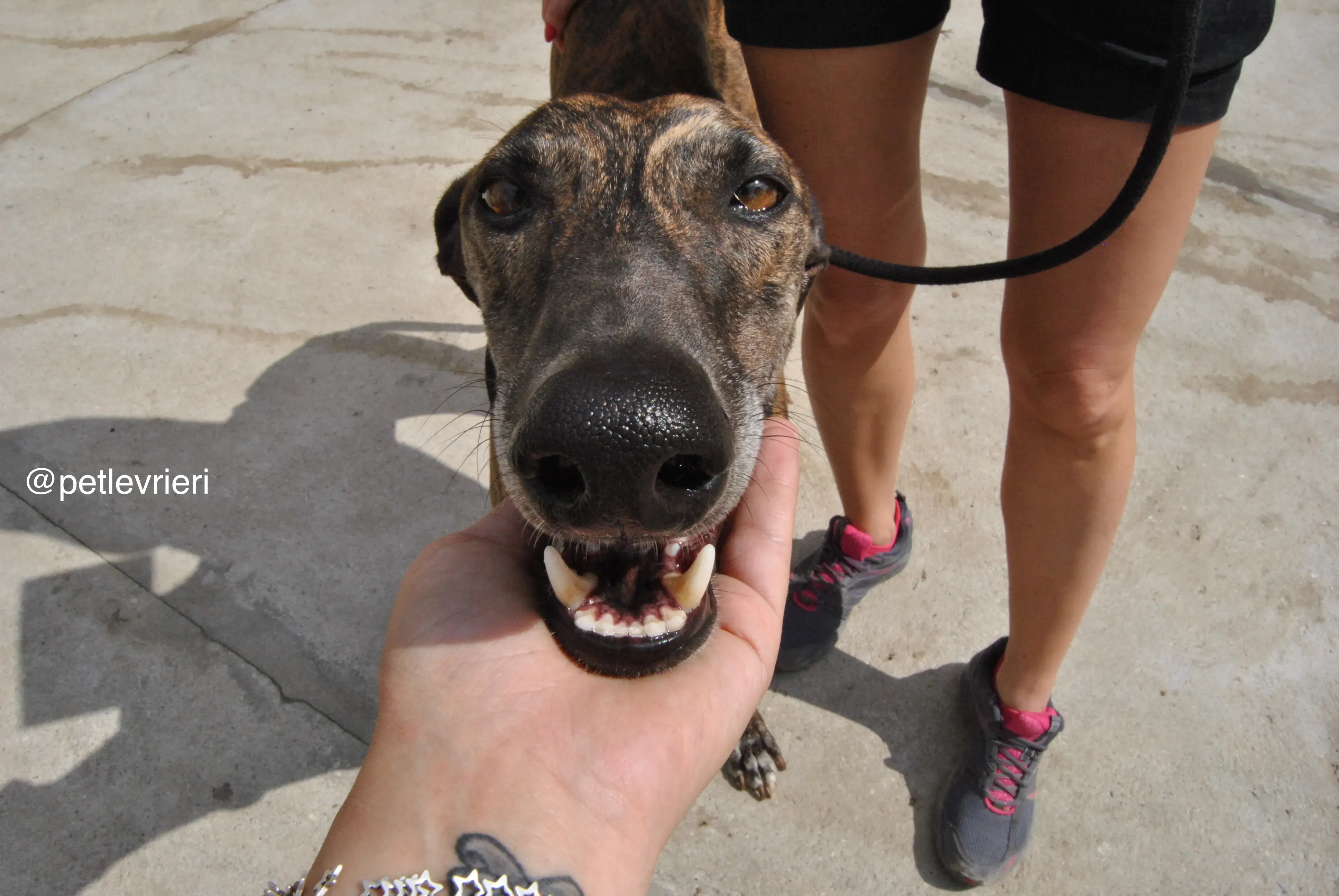 3 orion adozione levrieri galgo