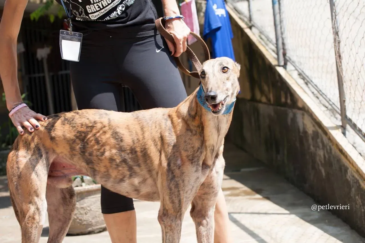 3 oyster chaine adozione greyhound macao